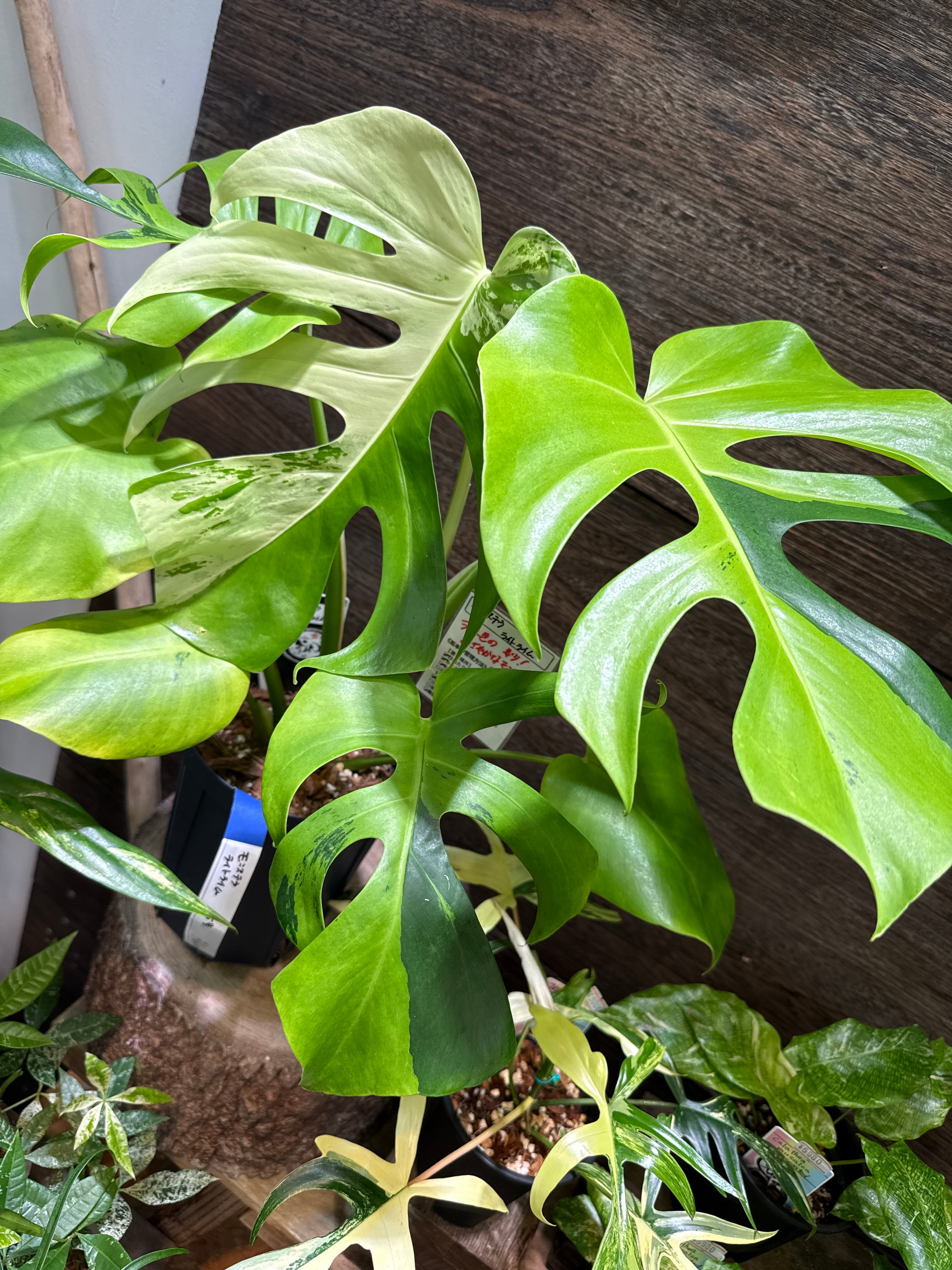 モンステラ　ライトライム　斑入り　Monstera Light Lime Var モンステラ 'ライトライム' / Monstera 'Light Lime' | Gardenえん