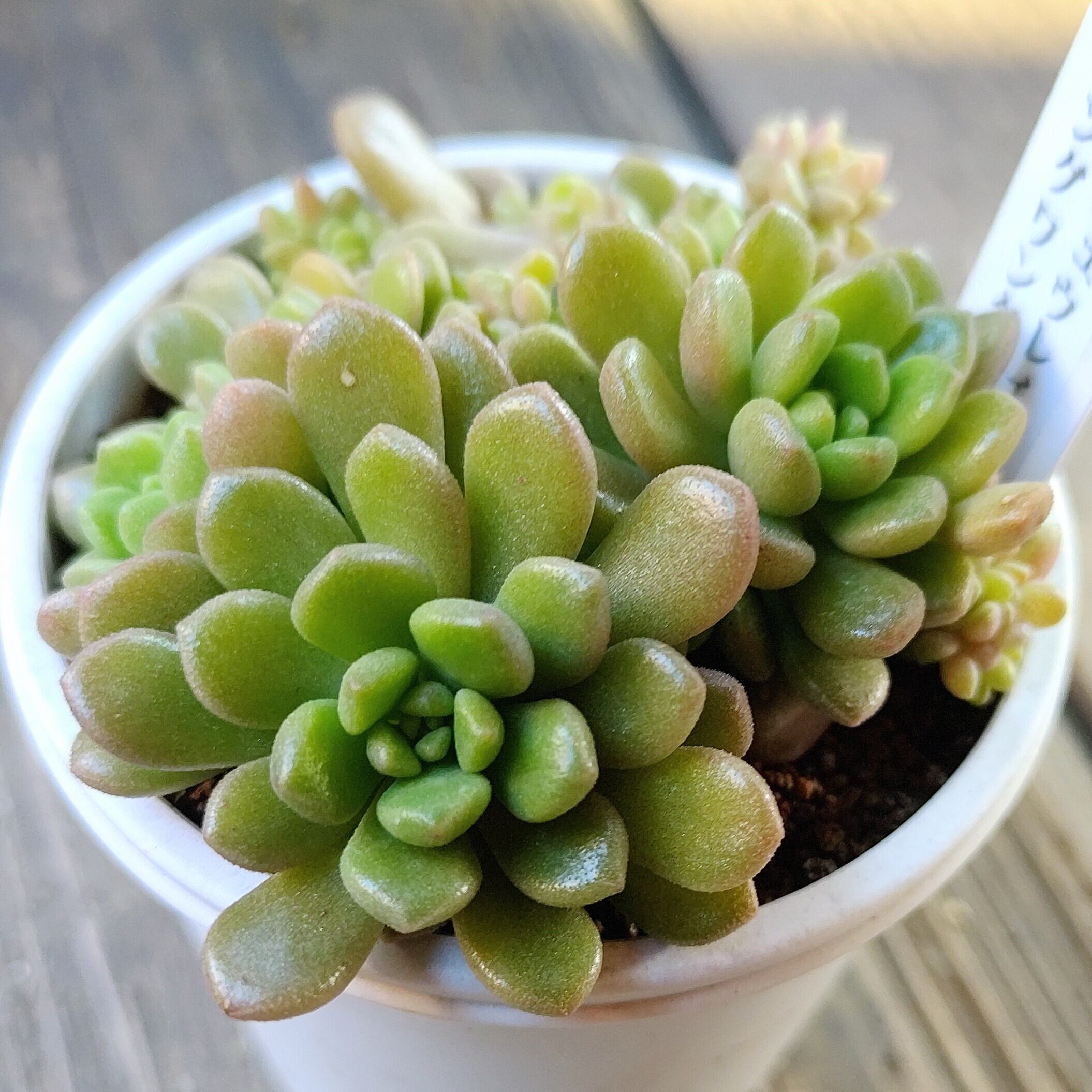 ギャラクシースター(センペルビウム) | RuPo 多肉植物専門店