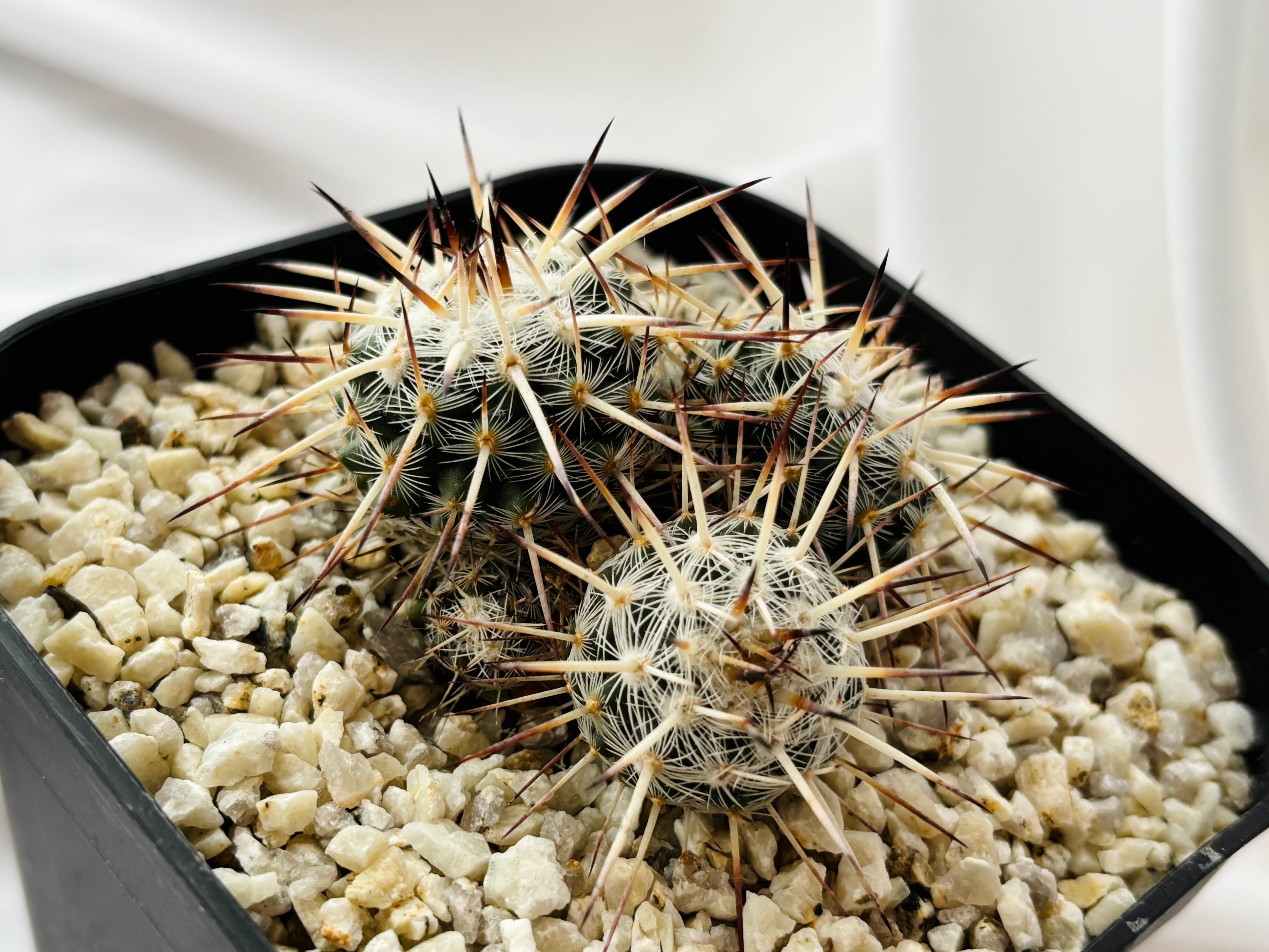 Mammillaria parkinsonii 'Azarashi' マミラリア アザラシ サボテン