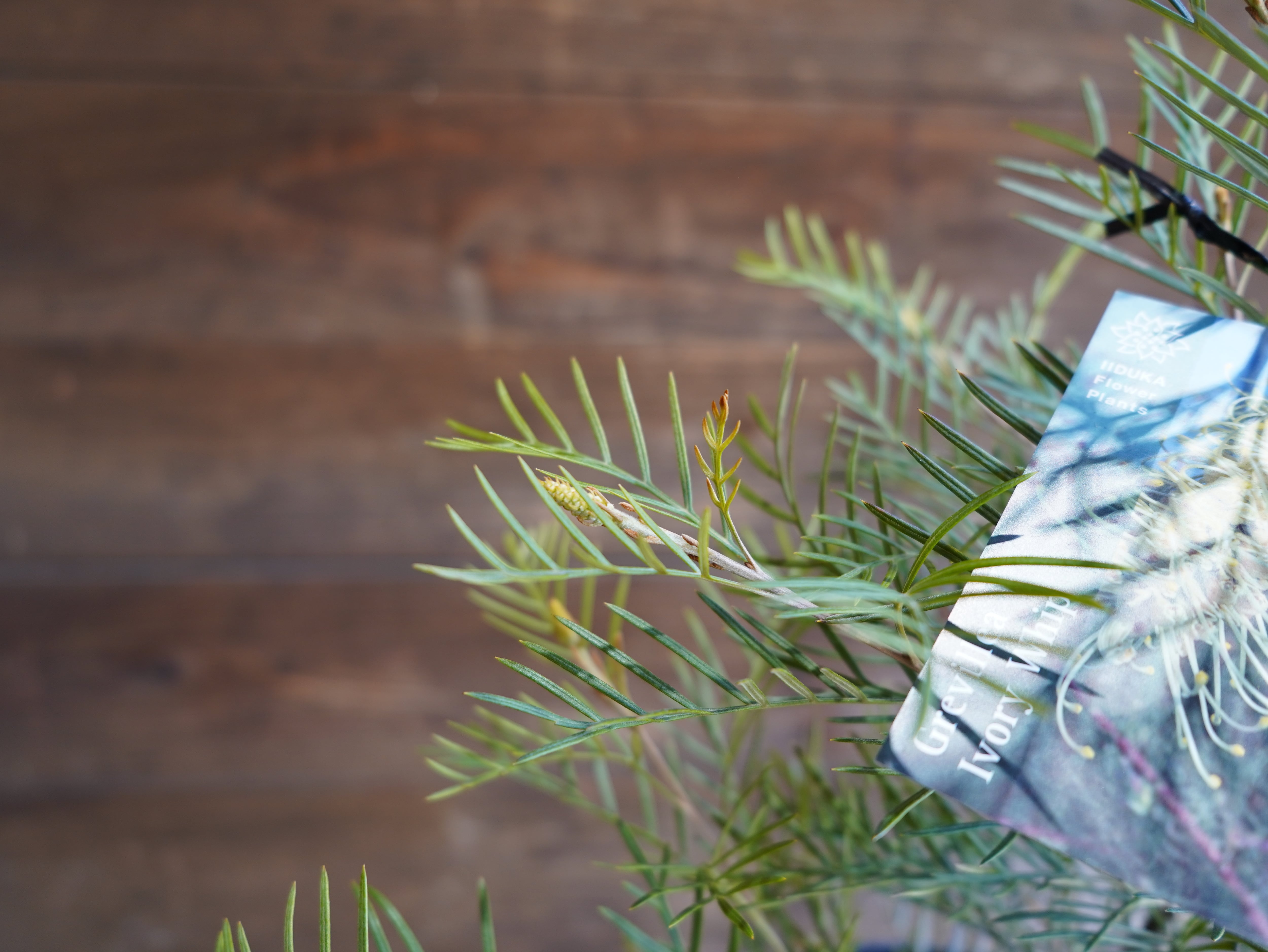 【現物】グレビレア ”アイボリーホイップ” B