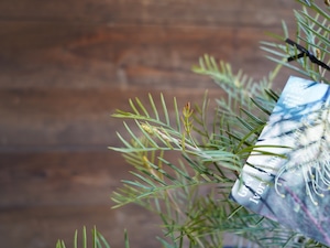 【現物】グレビレア ”アイボリーホイップ” B