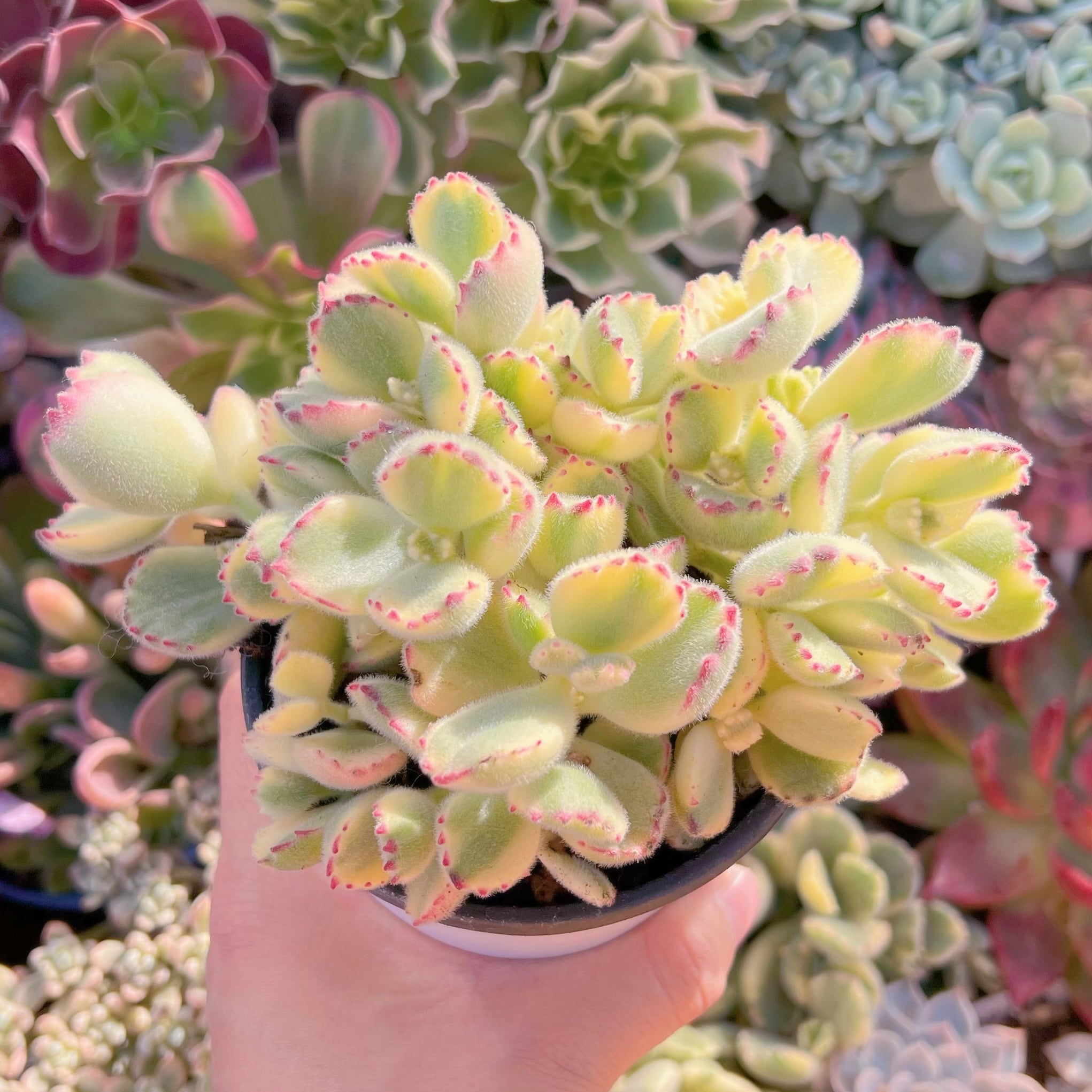 現品　白熊#799    群生　るる農園