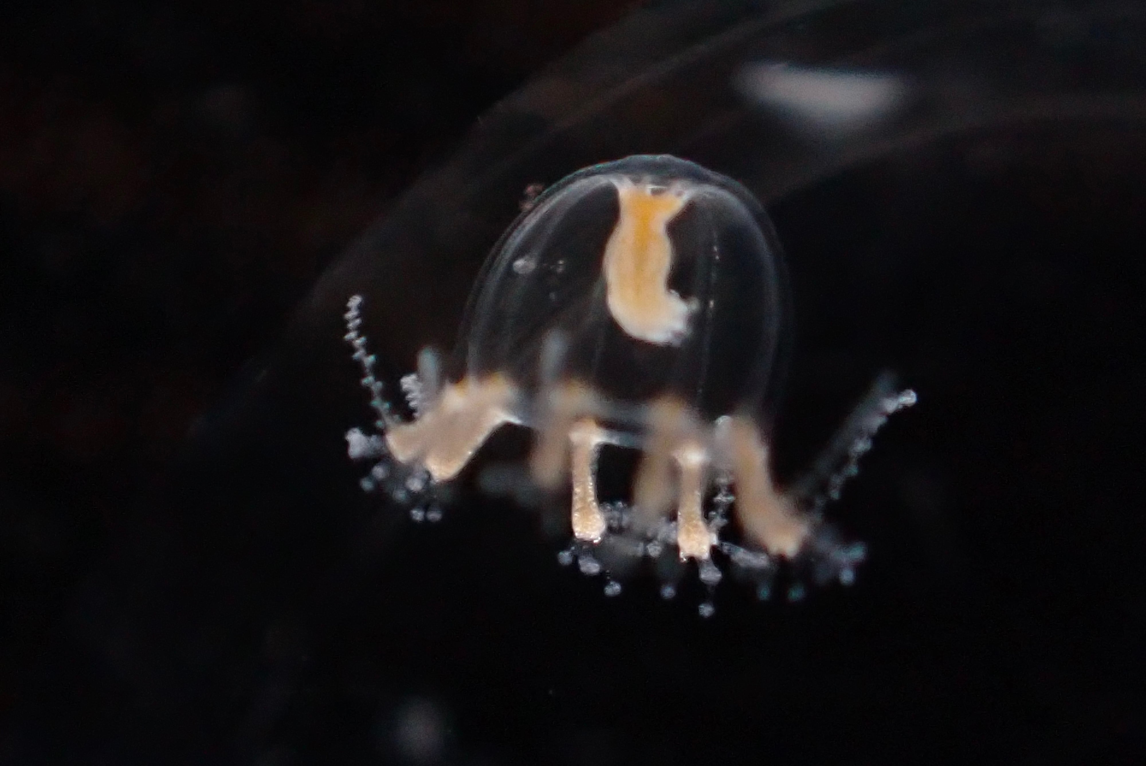 3 マダガスカルのとても珍しい虹色タマムシ（♀） | PAY ID