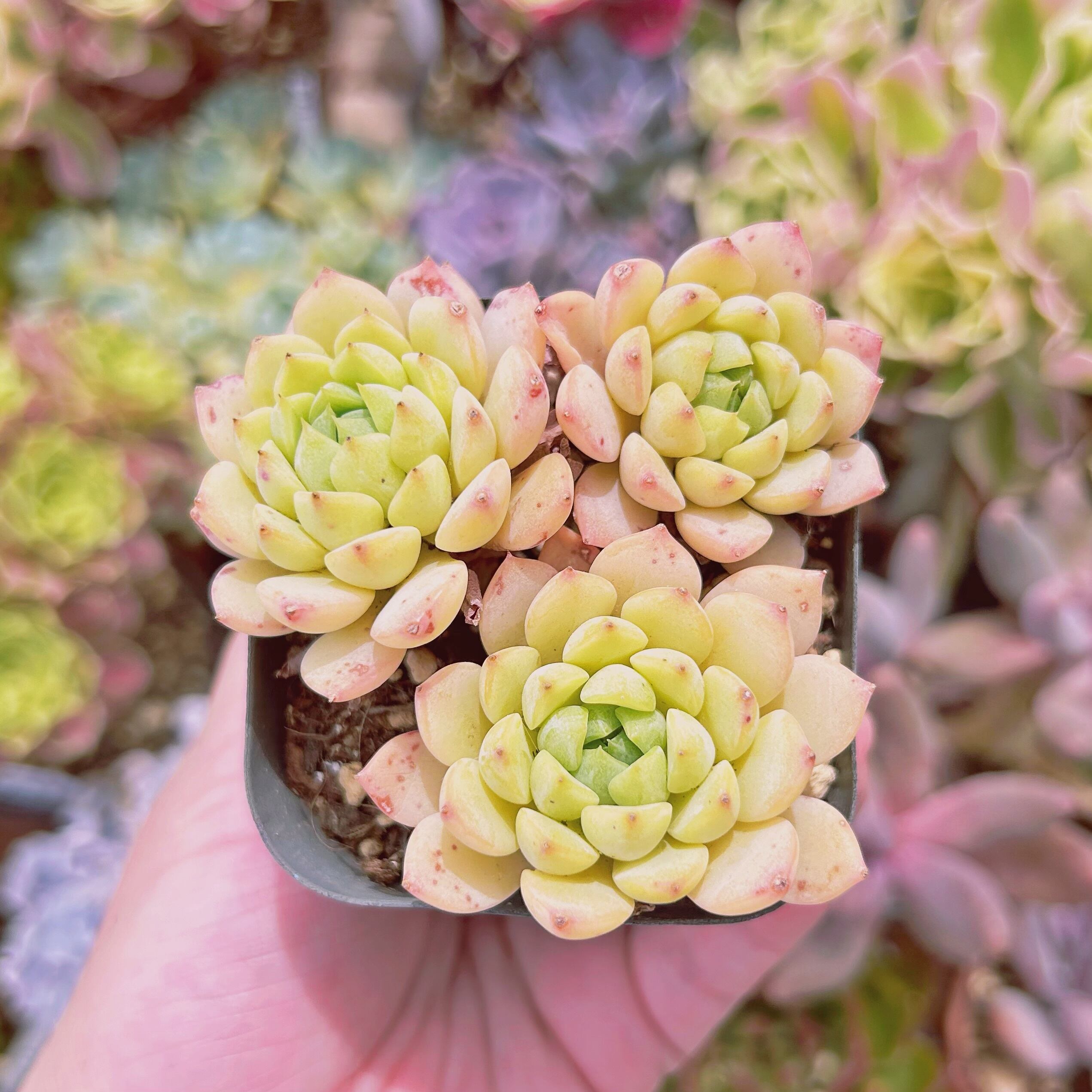 #893現物　多肉植物　マチカ