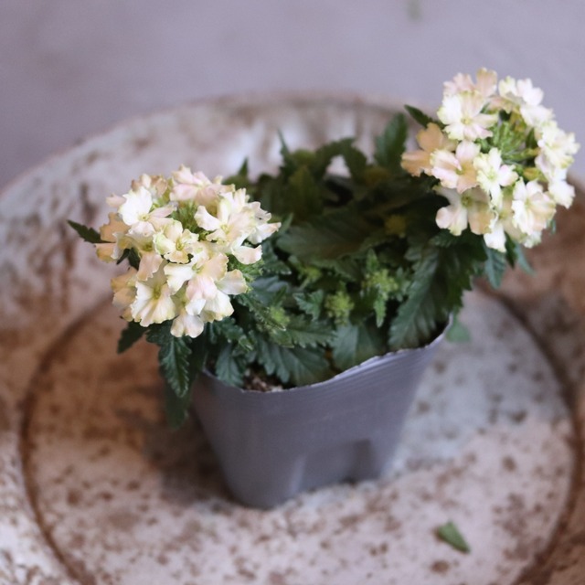 mondimanche 宿根草　バーベナ　ヴァネッサ　ライム｜寄植えにオススメ　長く楽しめるお花です