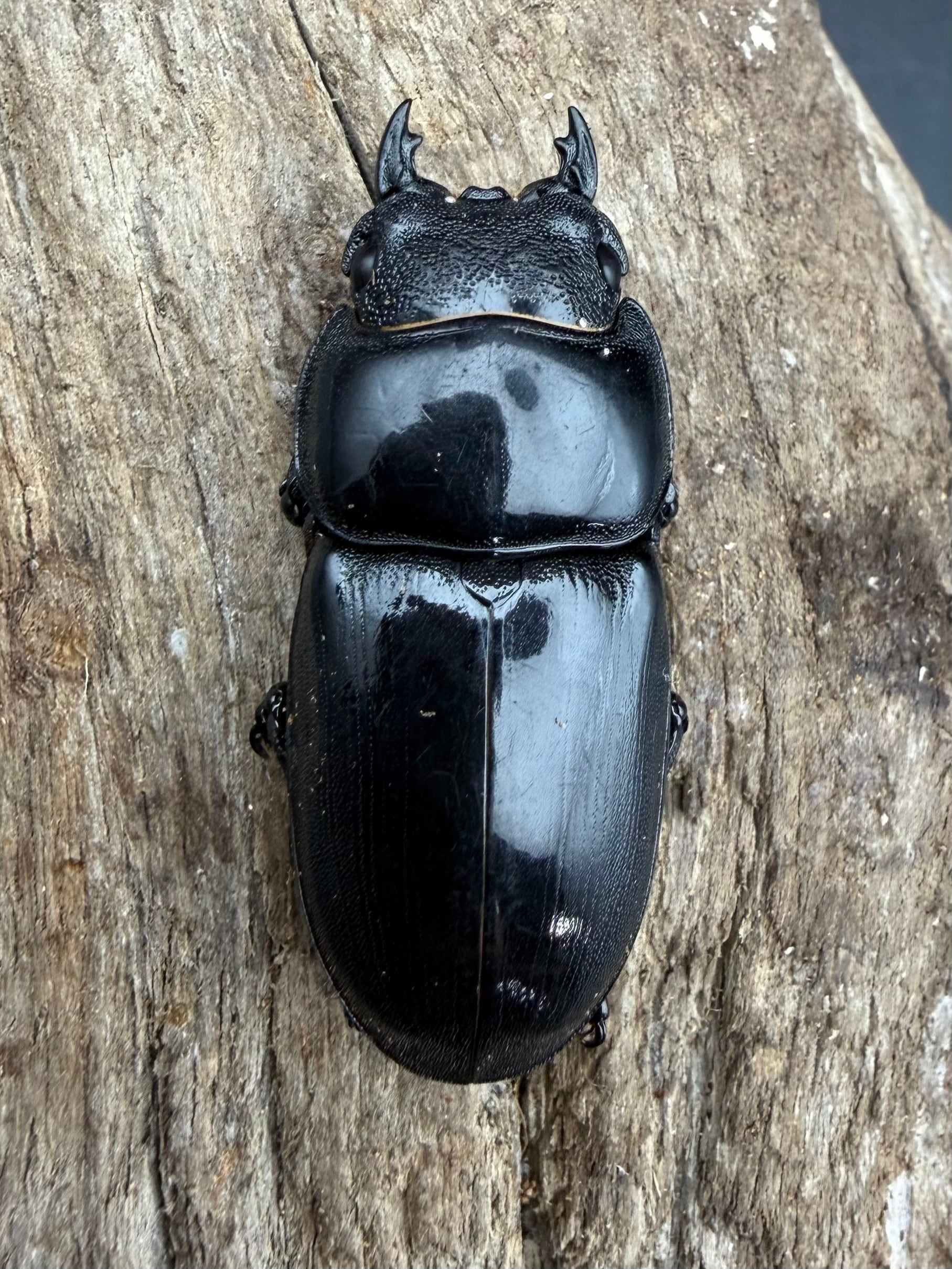 WD】長歯《アルキデスヒラタ ベンクール産 83mm ペア》 | KPW公式