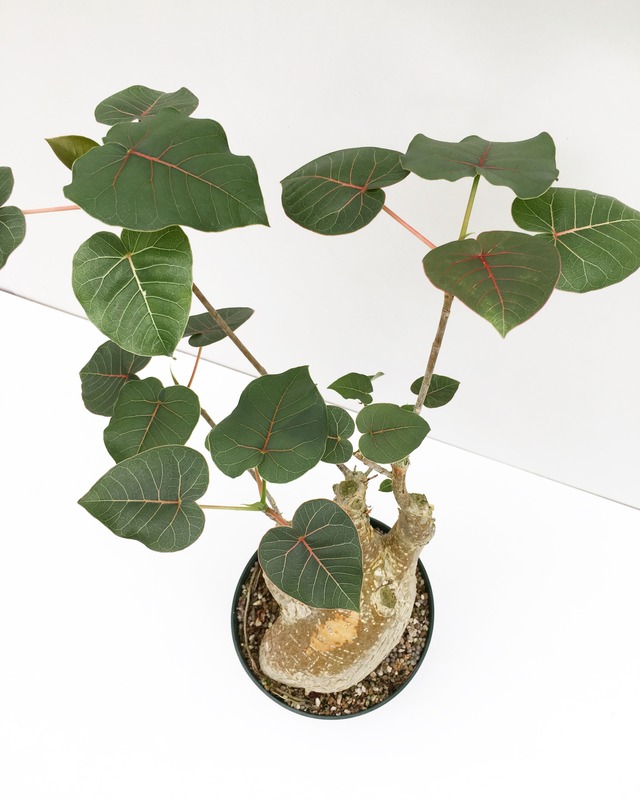フィカス ペティオラリス Ficus Petiolaris Spg For Sale