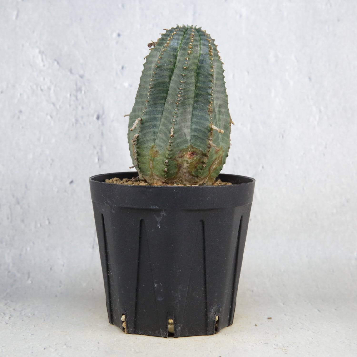 オベサ / ユーフォルビア | LIGHTHOUSE.PLANTS - 海外実生株のオベサ