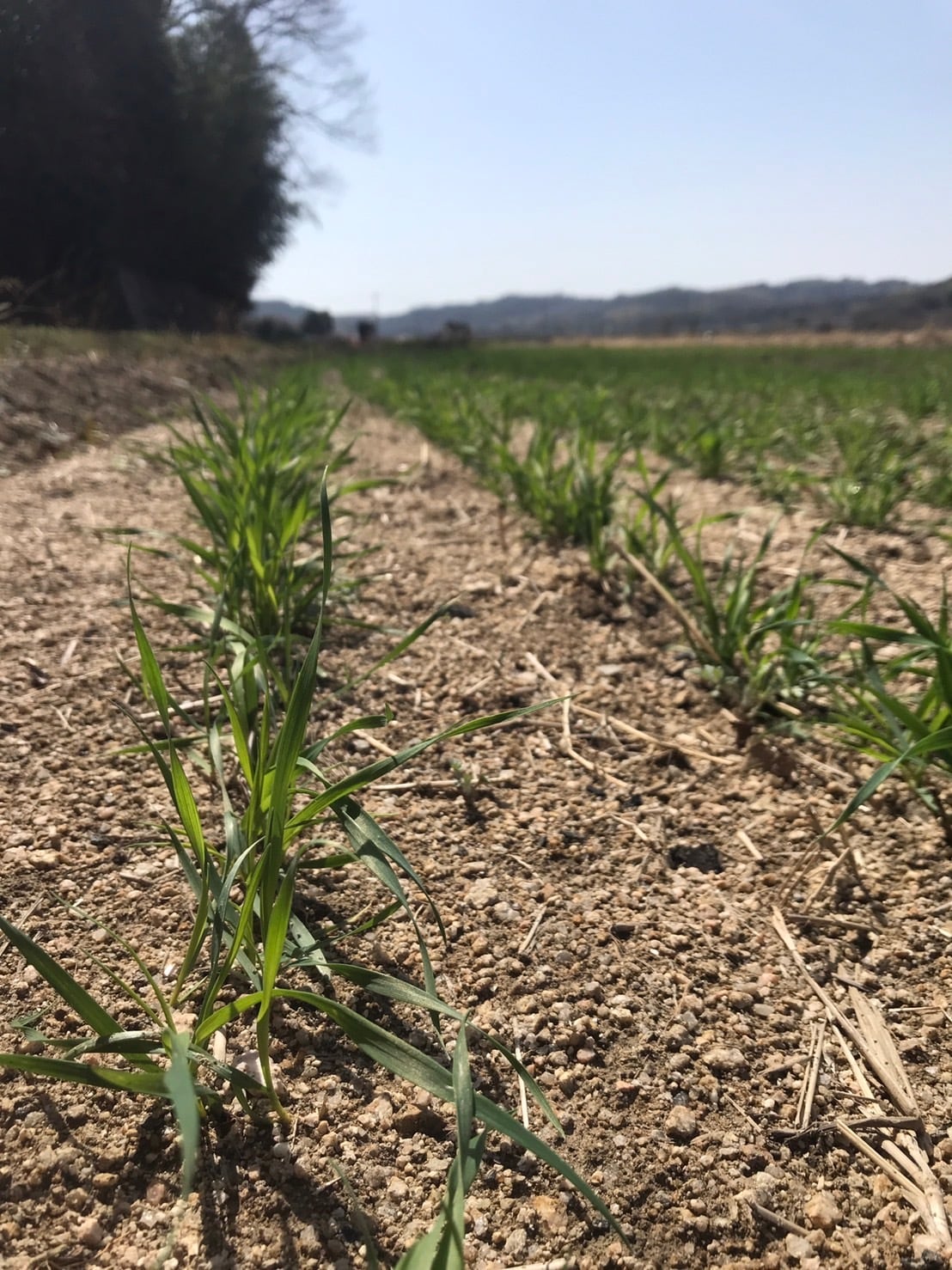 自然栽培小麦 玄麦30kg 「ミナミノカオリ」 | waccafarm