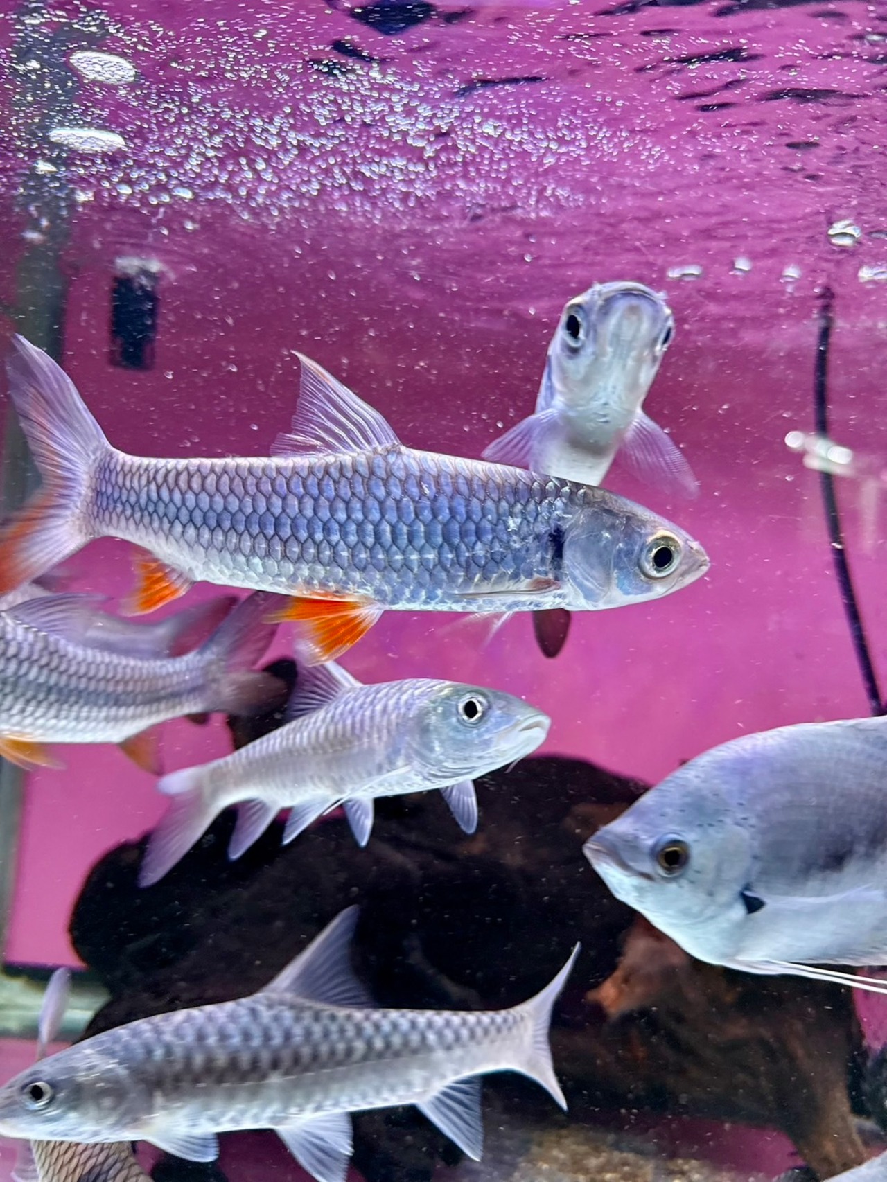 レッドテールジャイアントバルブ - 2