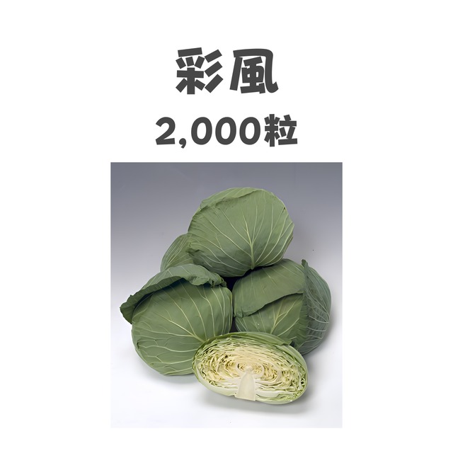 彩風　キャベツ種子・2,000粒