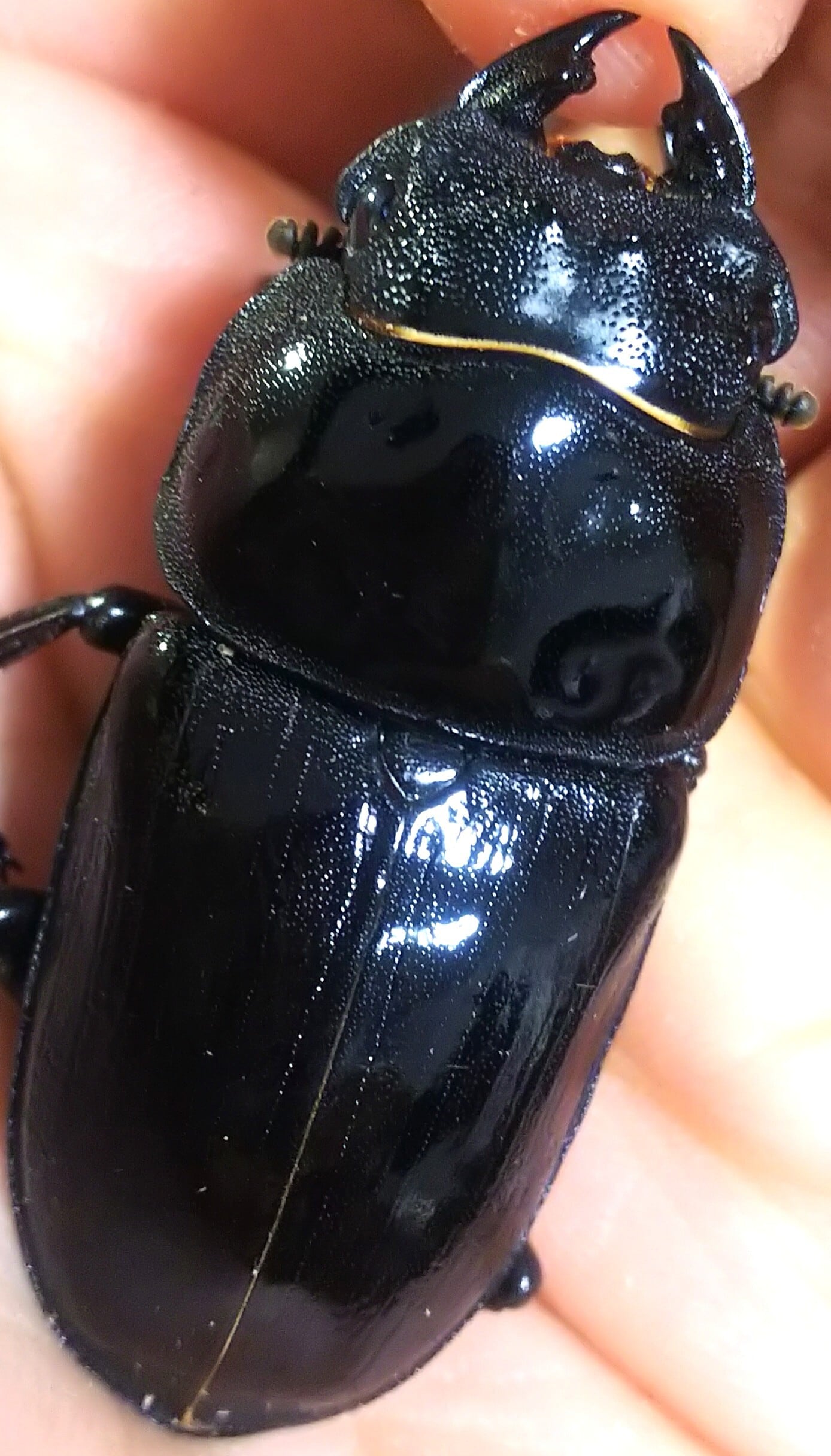 阿古谷オオクワガタ逆ハペア 極短極太