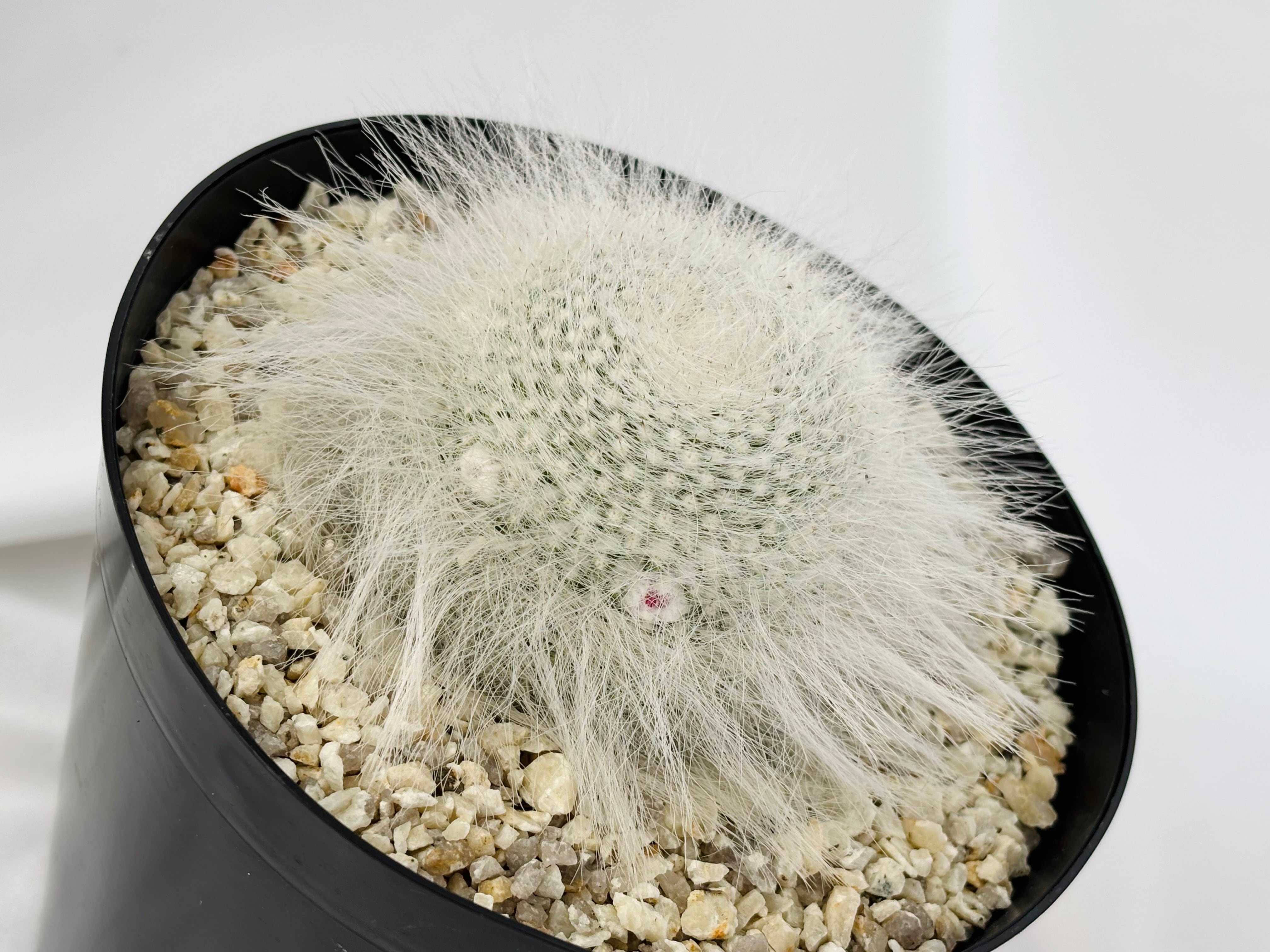 【多肉植物】マミラリア　玉翁 Mammillaria hahniana f. lanata マミラリア 玉翁殿 サボテン | plants