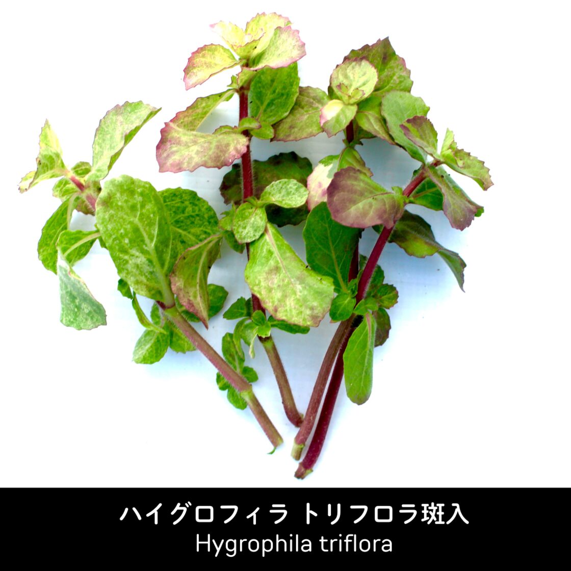 ハイグロフィラ トリフロラ 斑入り 水草 後景草（無農薬）3本 水上葉