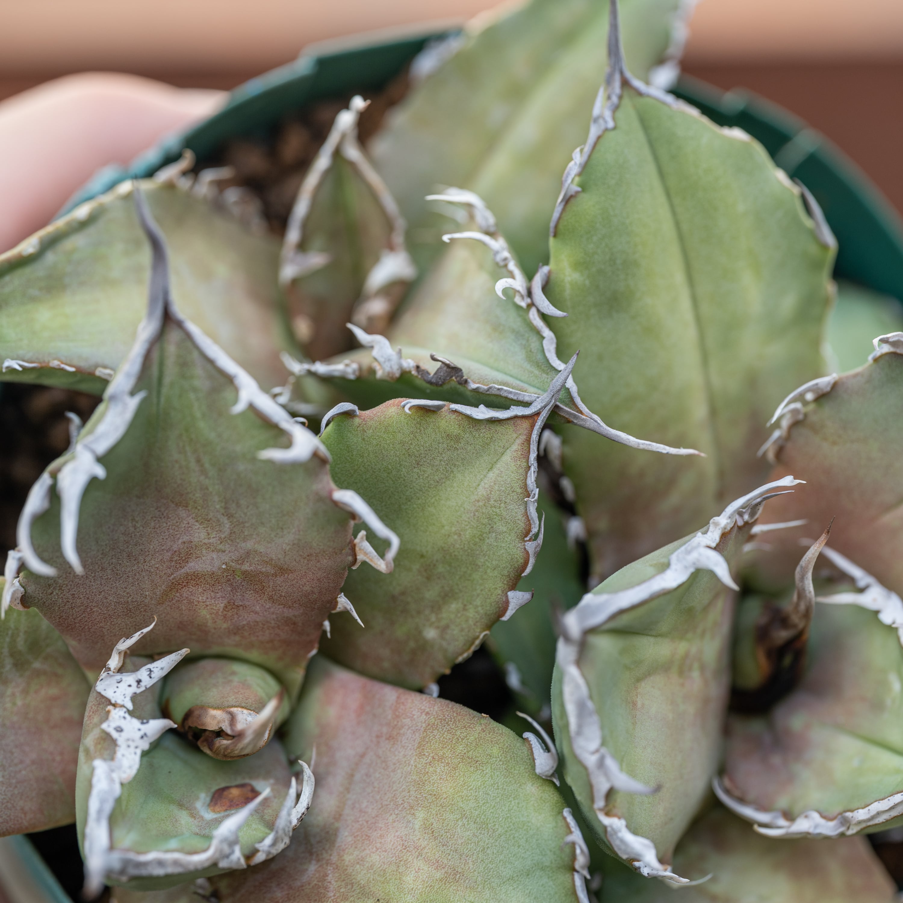 Agave oteroi FO-76 チタノタ ノーネーム 【公式通販】