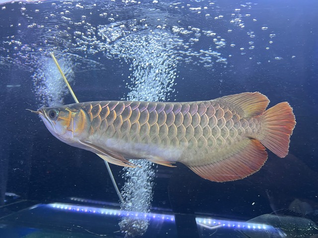 超炎龍スライヤー38cm スーパーレッド