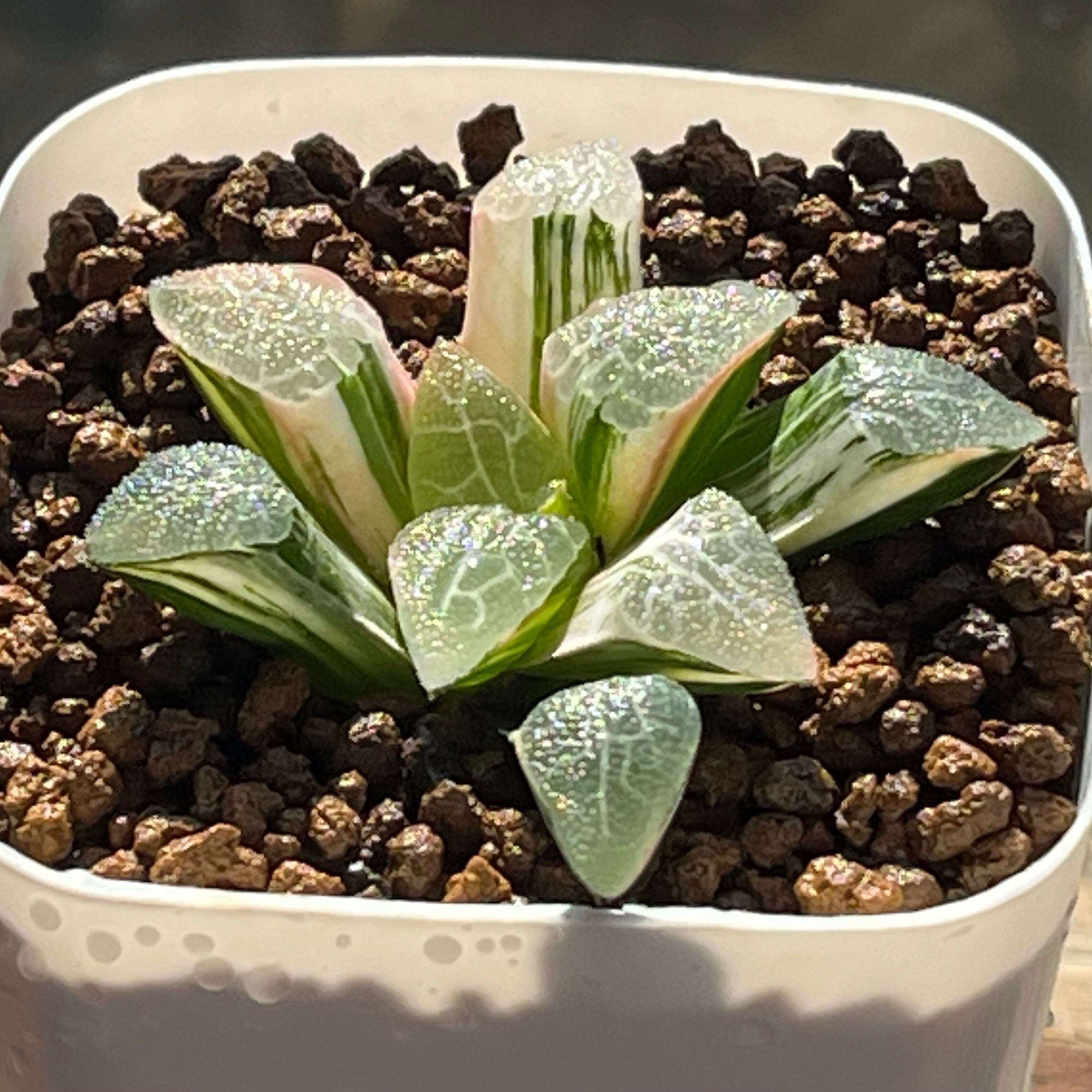 ハオルチア 超特網コレクタ錦 | mocono_plants