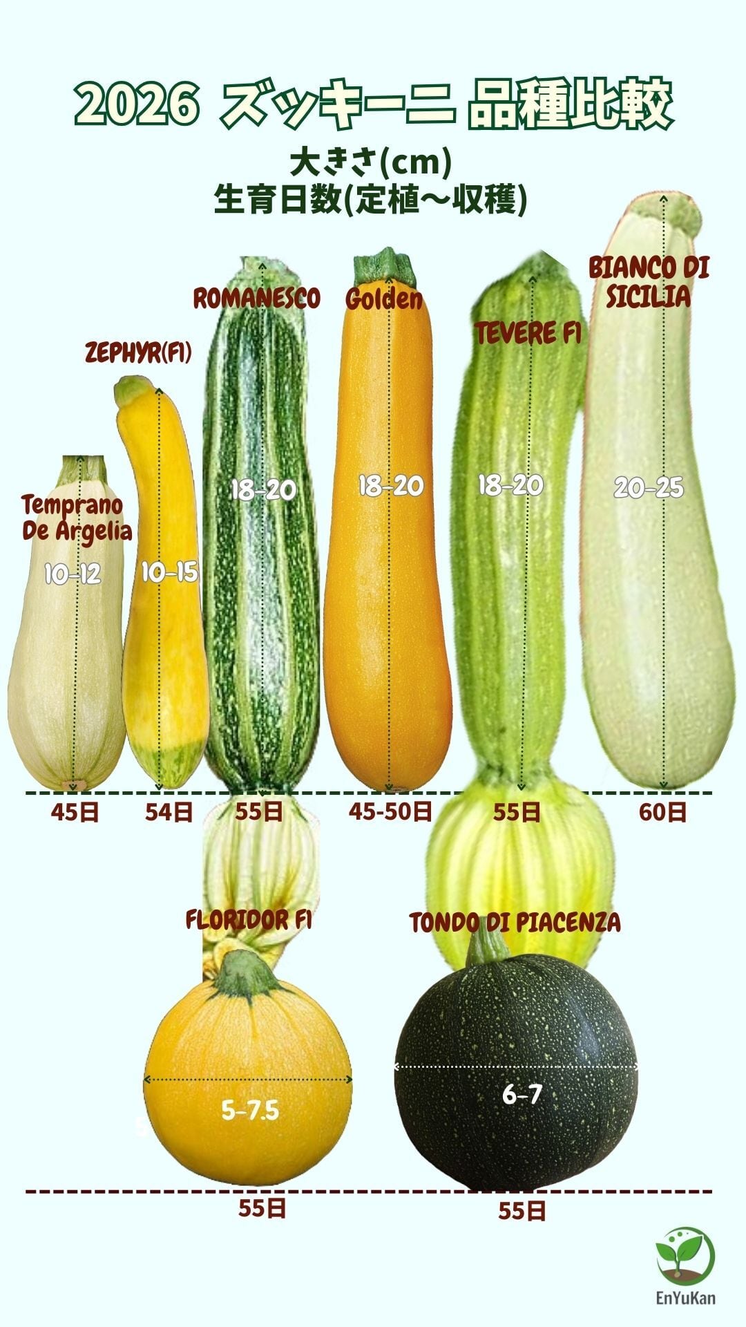 ズッキーニ 有機種子】ズッキーニ ブラックビューティー【大袋2dl】Zucchini