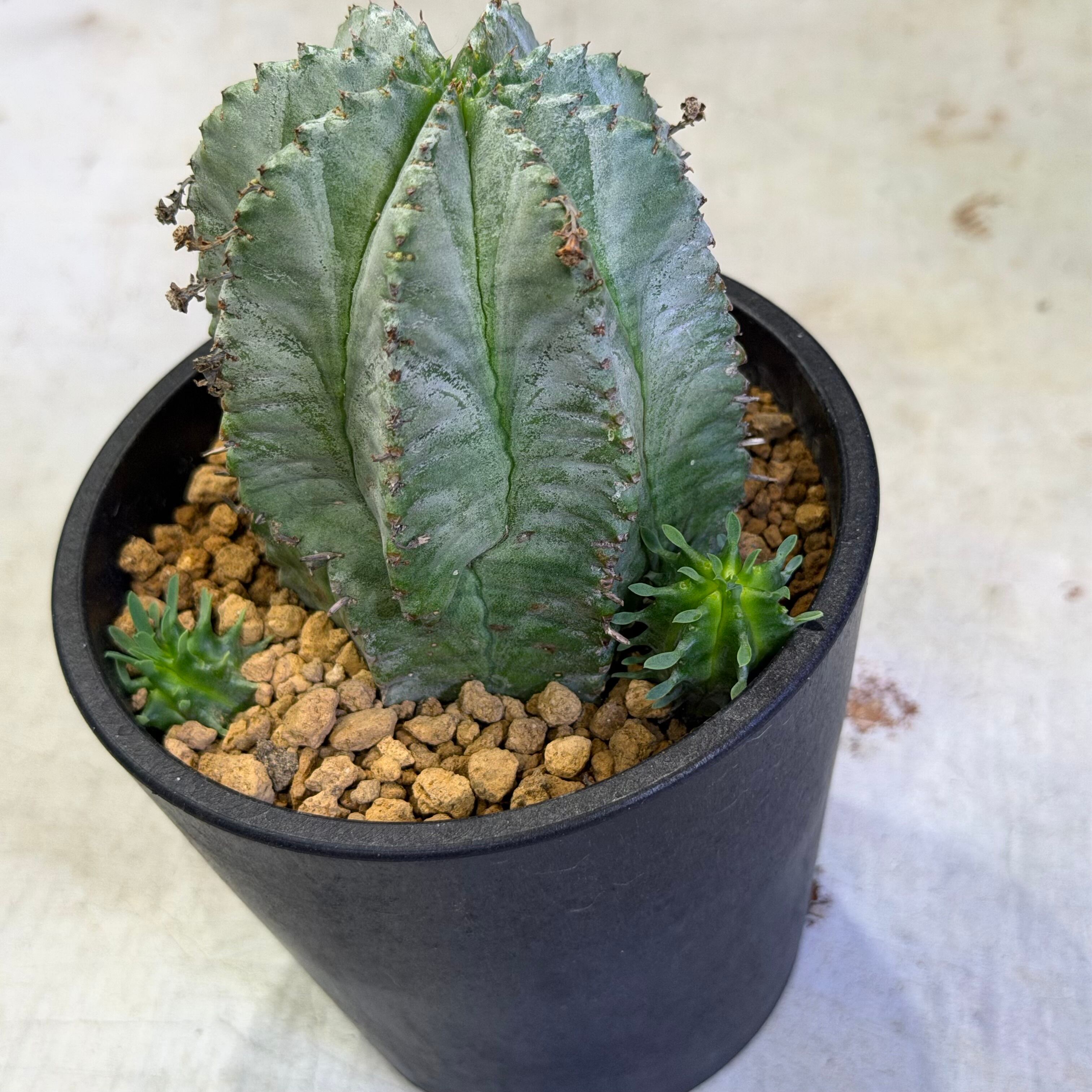 ユーフォルビア・ホリダ | barrelplants_BONSAI