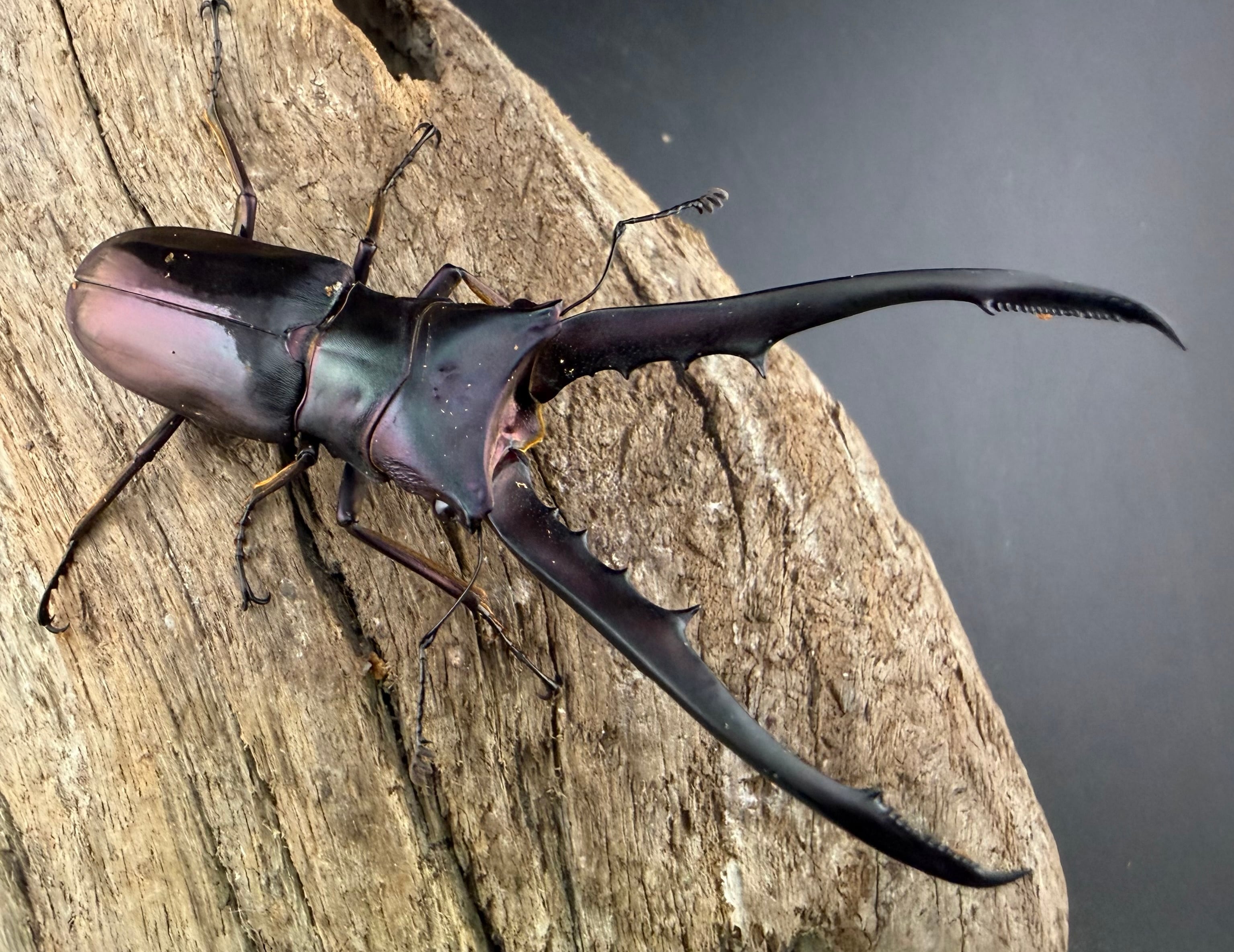 WD】《アラガールホソアカクワガタ 58mm ♂単》 | KPW公式オンライン