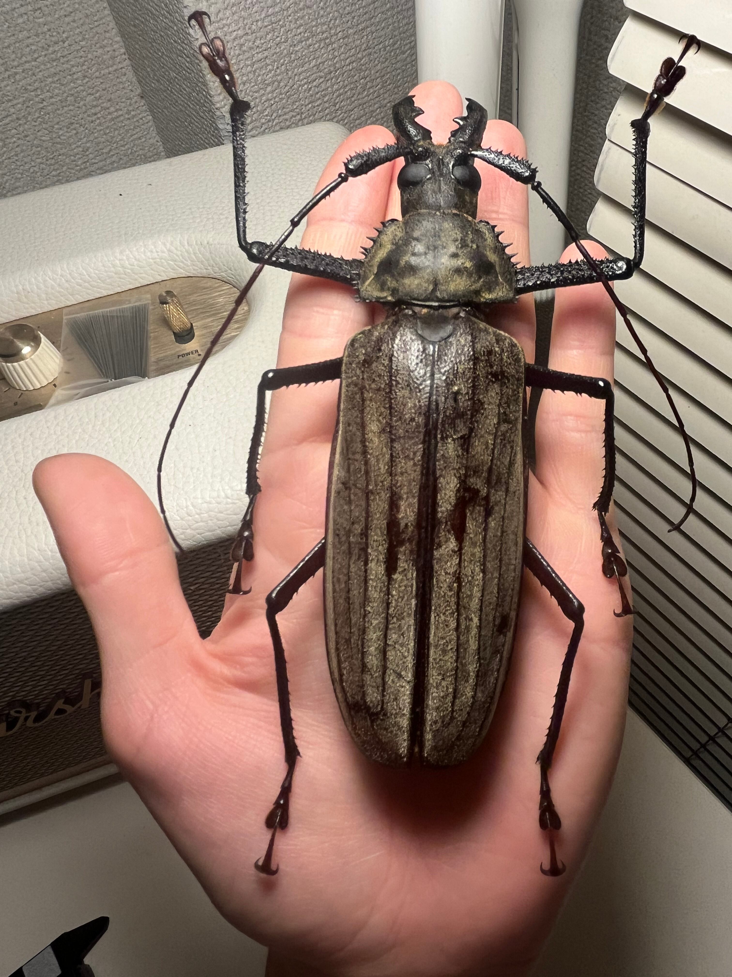 125mm♂】スジバネトゲフチオオウスバカミキリ ブルウスバカミキリ