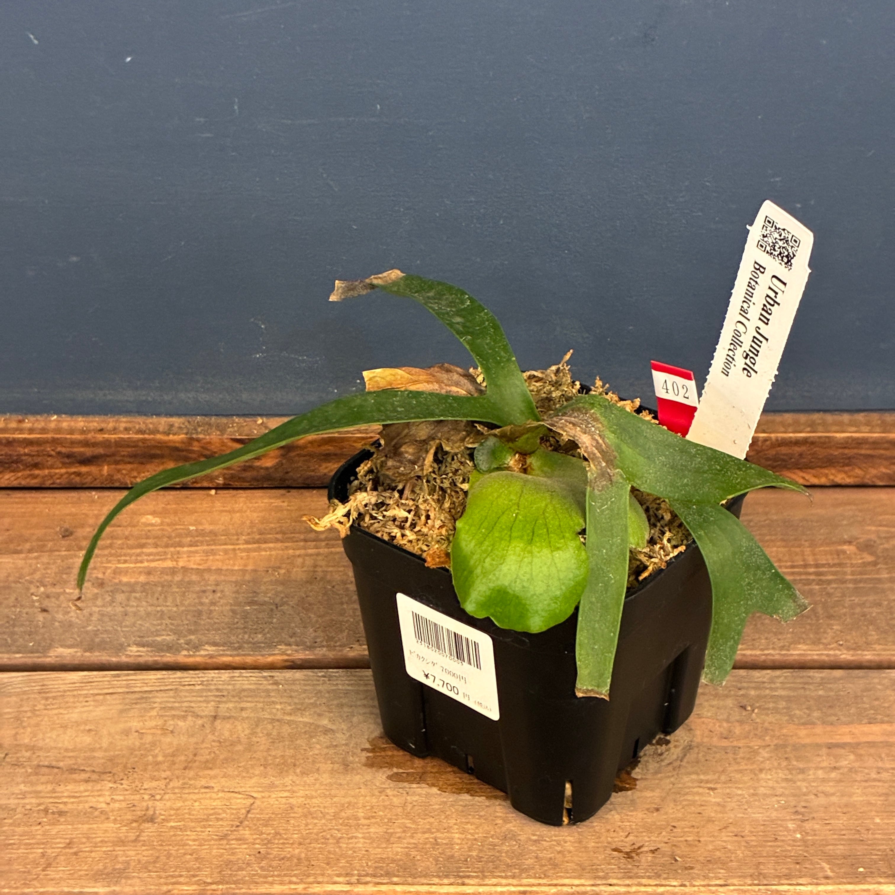 ビカクシダフェア対象】【クリアランス】ビカクシダ P. coronarium cv