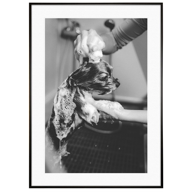 動物写真 犬 洗われる仔犬 インテリア モノクロアートポスター額装 AS2939