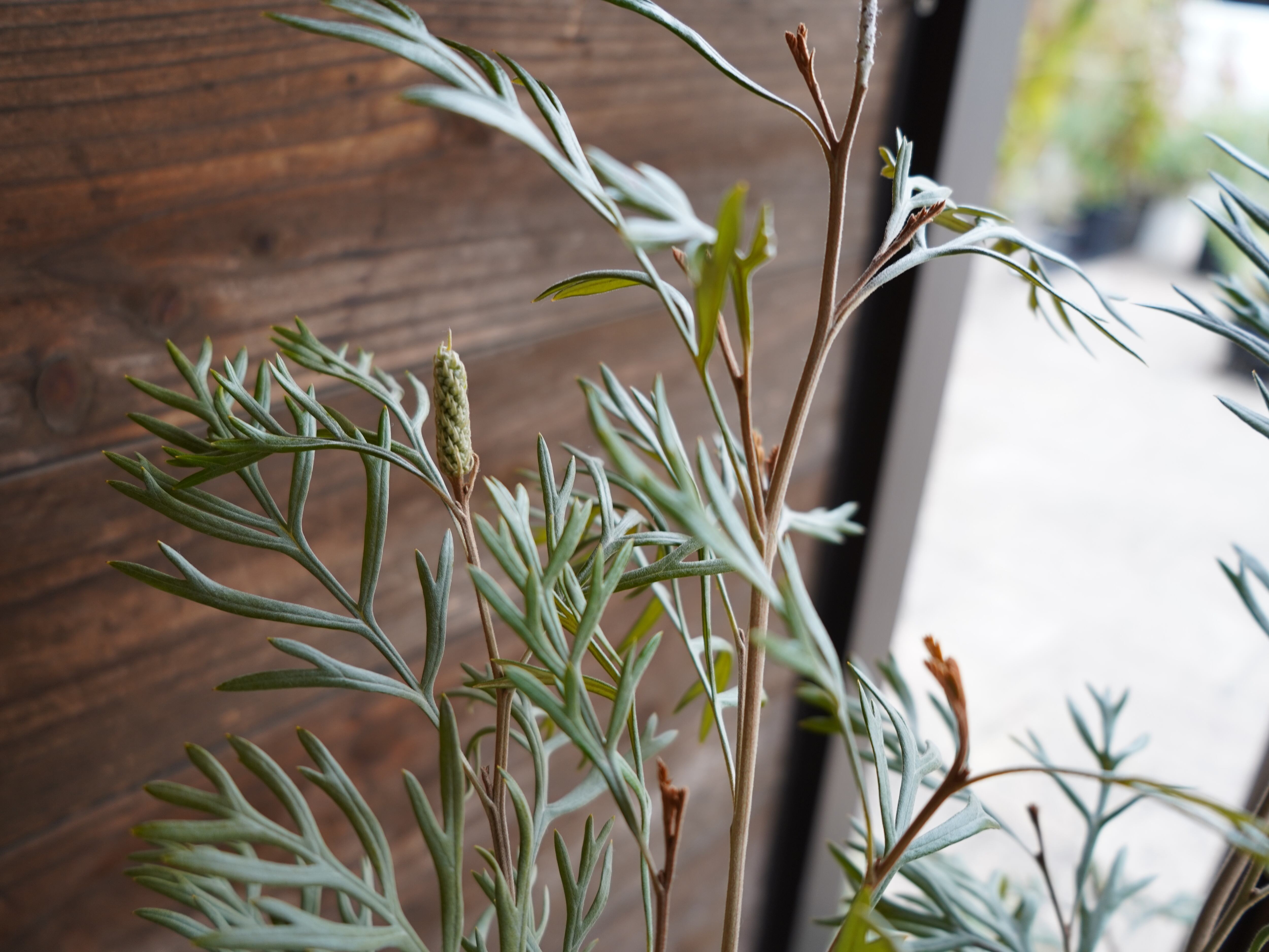 【現物】グレビレア　”ドーンパープル”　B