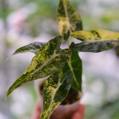 アロカシア バンビーノ イエロー / Alocasia bambino variegated 'Yellow'②