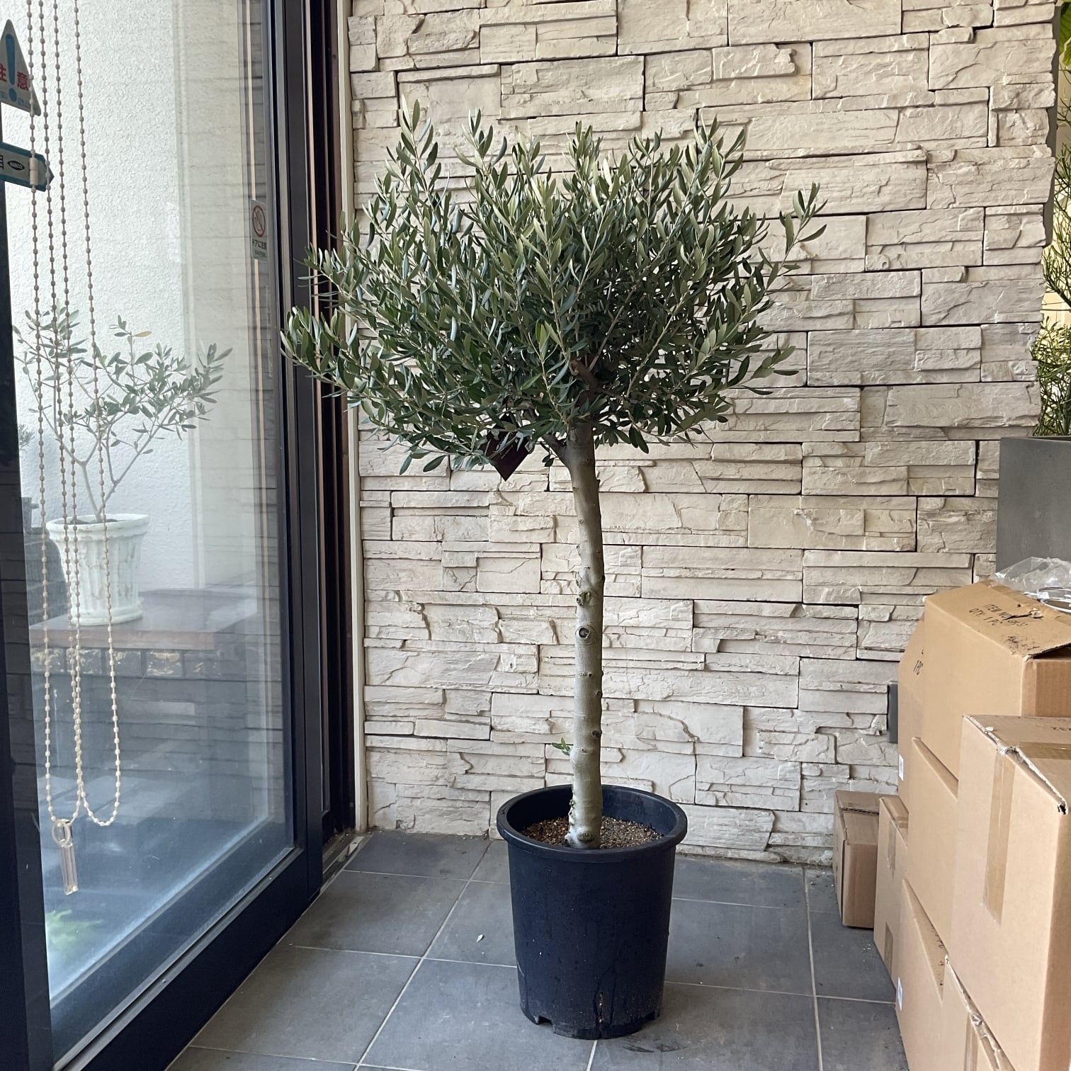 送料無料】ユーカリ ポポラス 8寸鉢 | 橋本種苗園