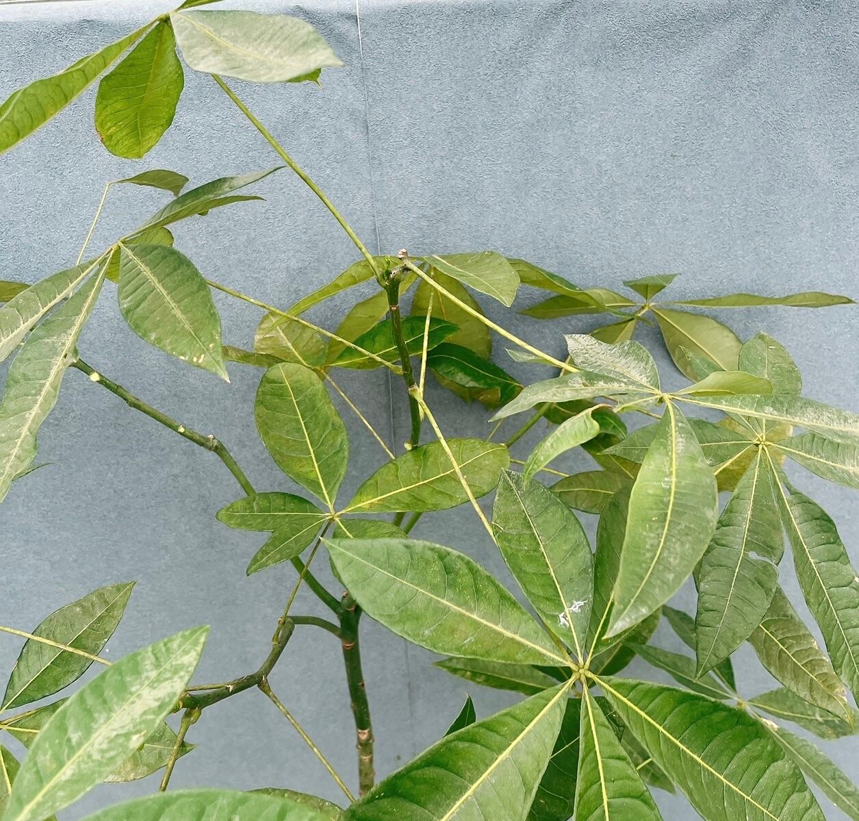 現品］【希少】54番 パキラ 実生 観葉植物 室内 大型 レア 育てやすい