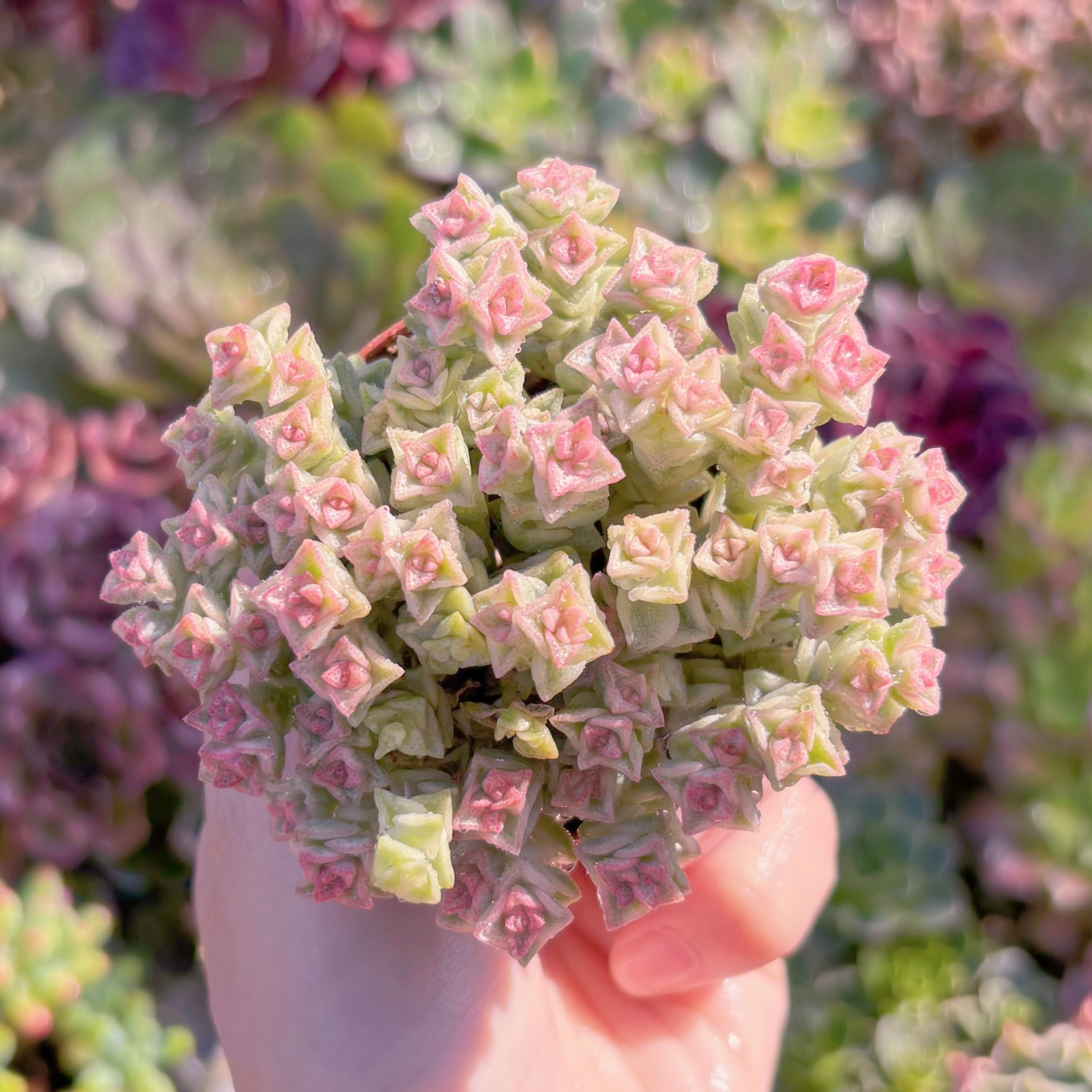 現品　小米星錦#F001　新入荷　るる農園