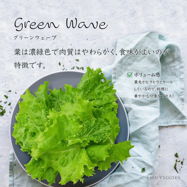 【FISH VEGGIES】グリーン系レタス 40g　化学肥料/農薬不使用だから安心して食べられる