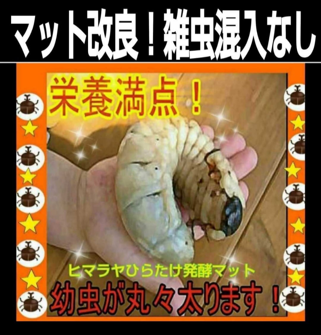 送料無料60ℓ、カブトムシ幼虫の餌！巨大化！ヒマラヤひらたけ発酵マット