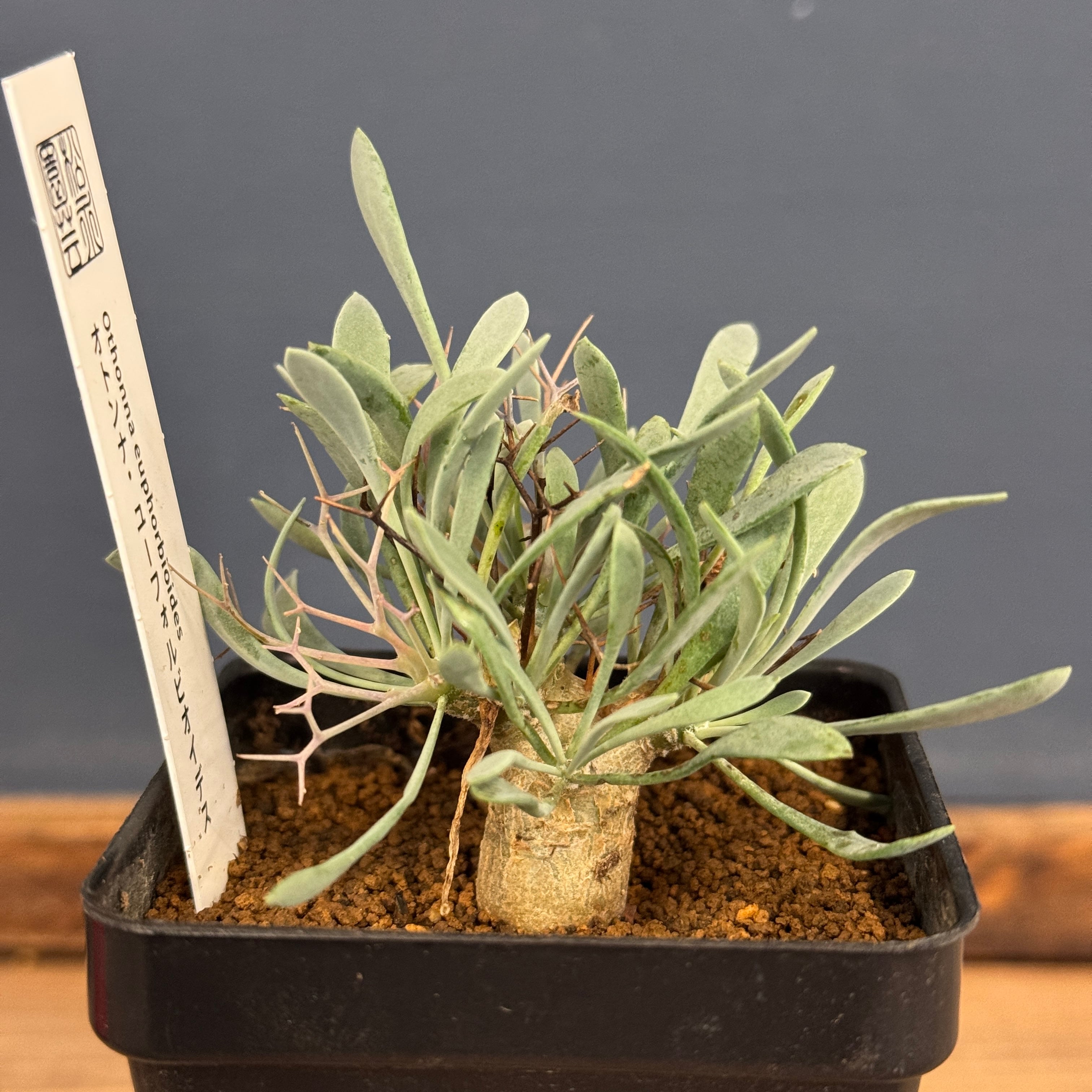 オトンナ ユーフォルビオイデス【760】 | PROTOLEAF プロトリーフ