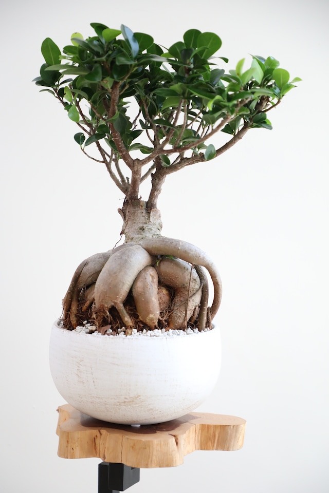 【M】ガジュマル/Ficus microcarpa ※陶器鉢付き
