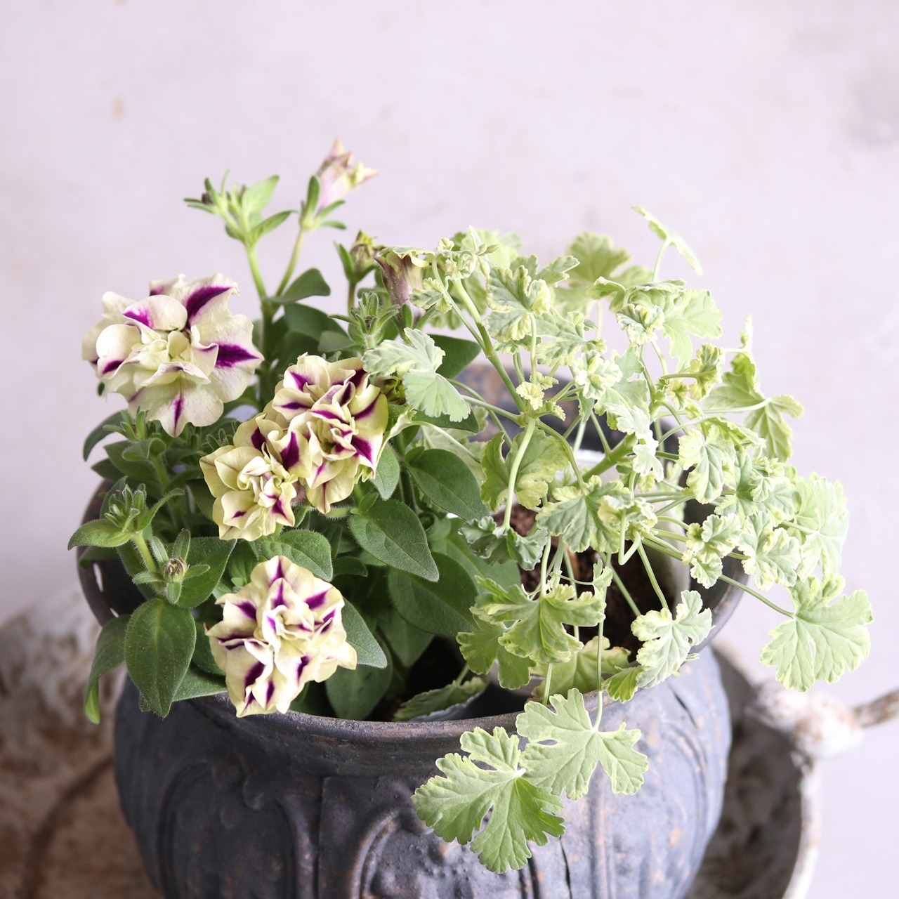 モンディマンシェ　ハーブ寄せ植えナツメグゼラニューム　寄せ植えにオススメ　宿根草