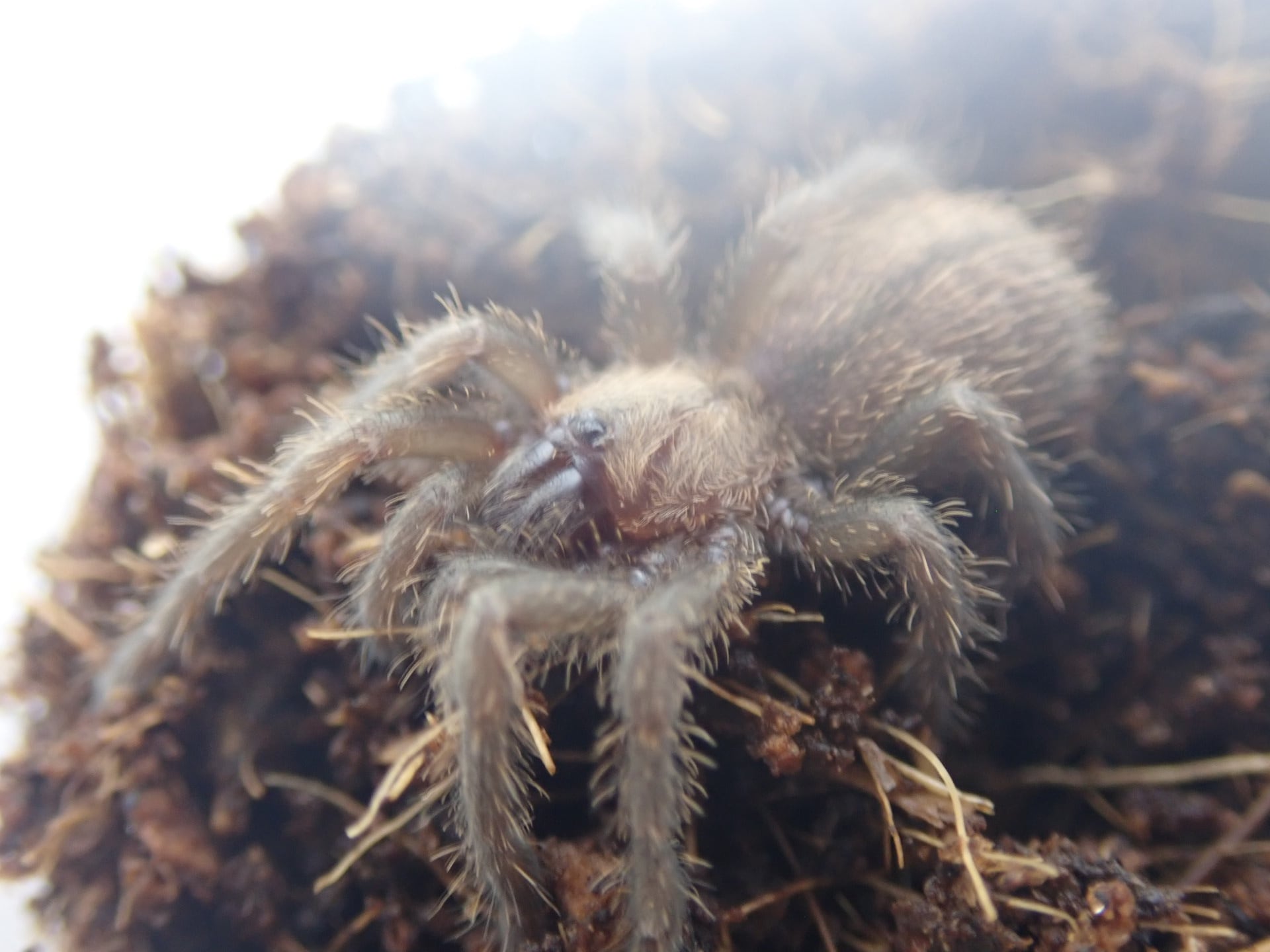 ベロニカ/Ornithoctoninae sp. Veronica 1匹 タランチュラ | Bug Bug