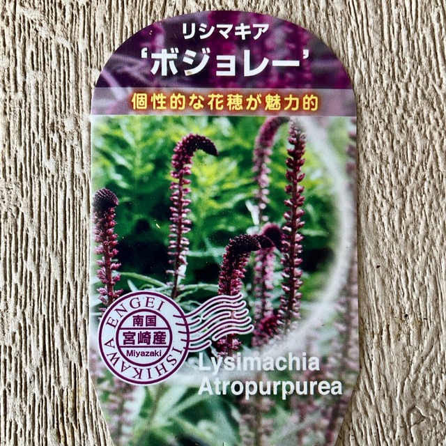 リシマキア ボジョレー 3寸ポット 橋本種苗園