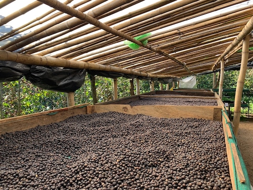 【豆のまま】エルサルバドル産ナチュラルSHG（プエルト）中深煎り200g