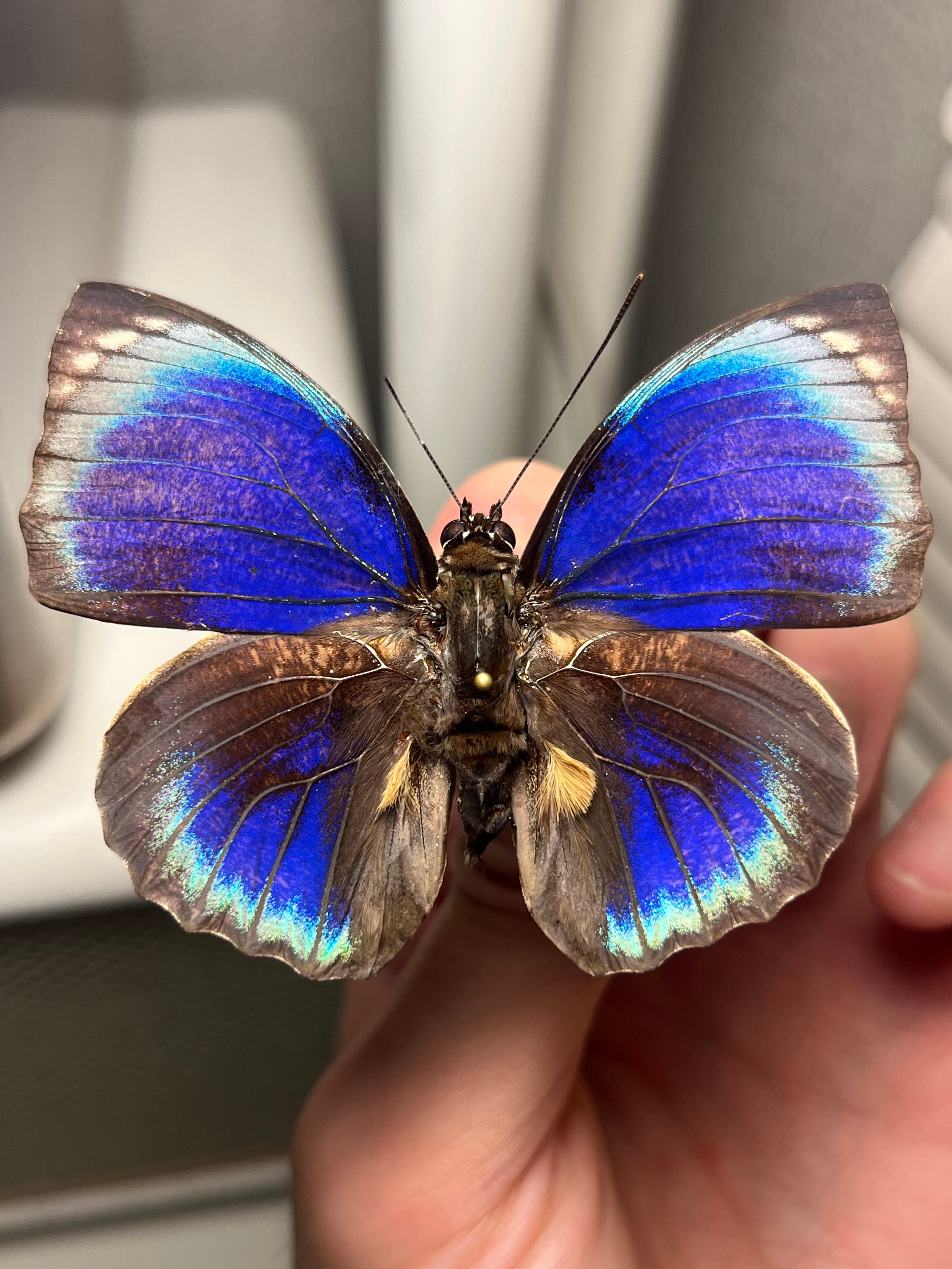 蝶・蛾 | オモニキチュウ