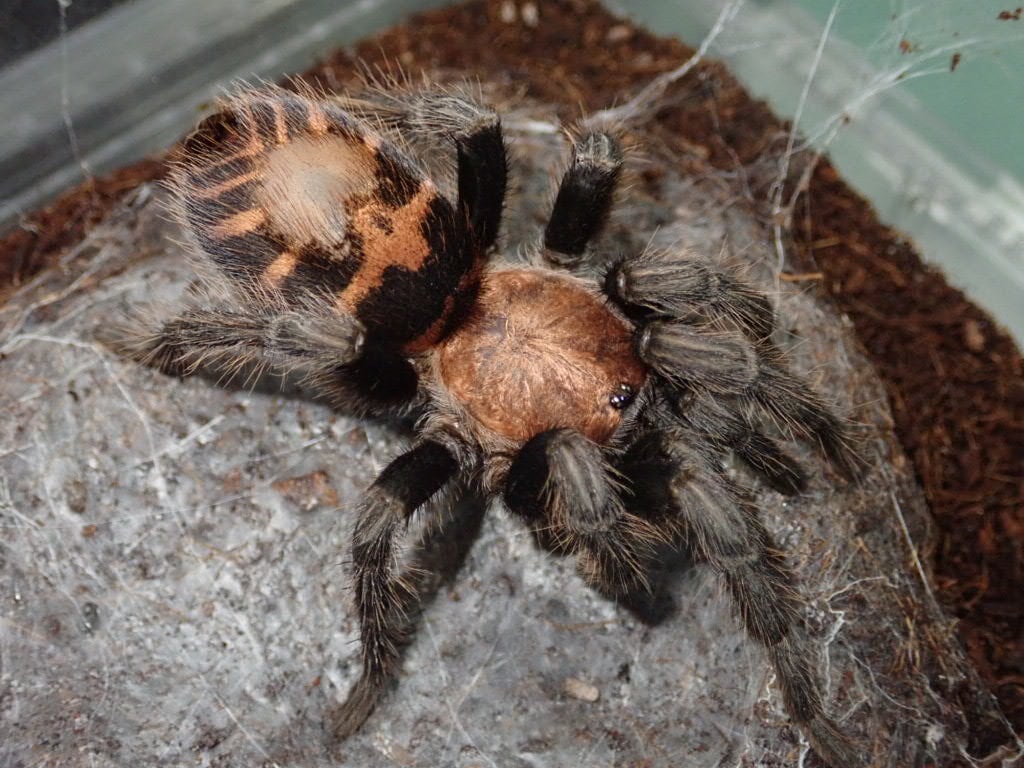 Tarantula タランチュラ | Bebe Rep. 奇蟲部門