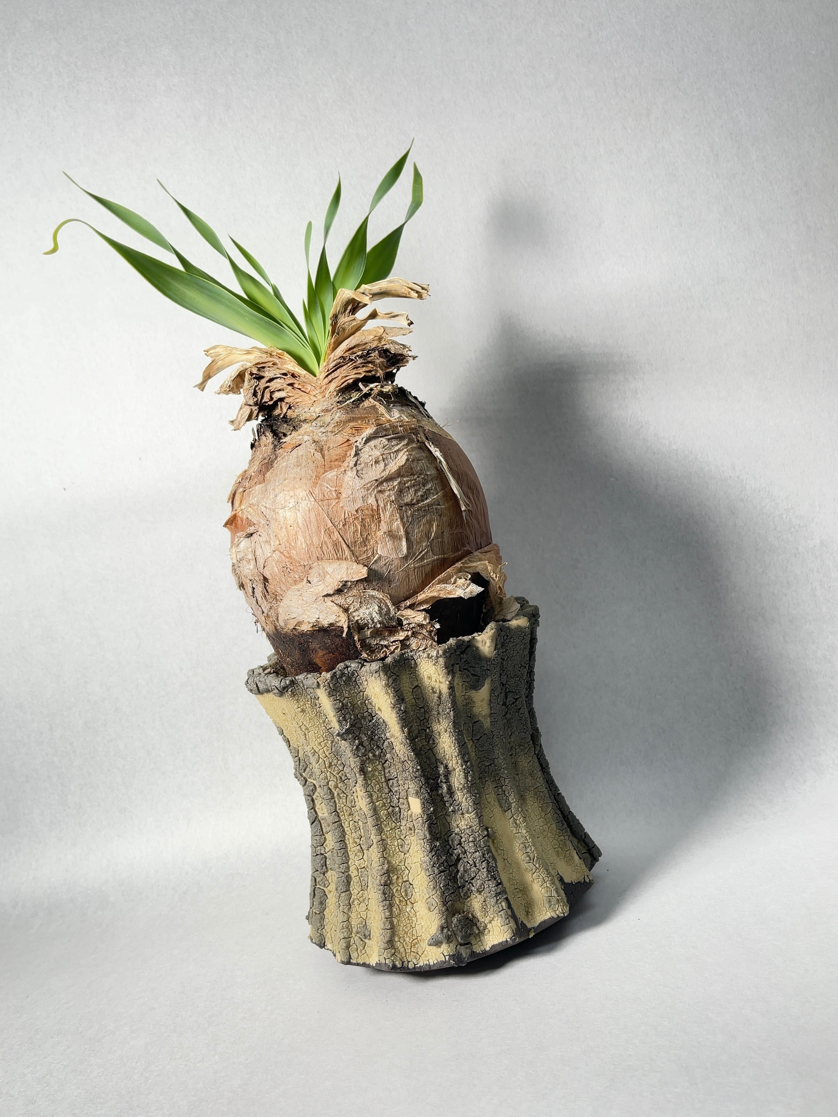 ブーファン・ディスティチャ | trigger