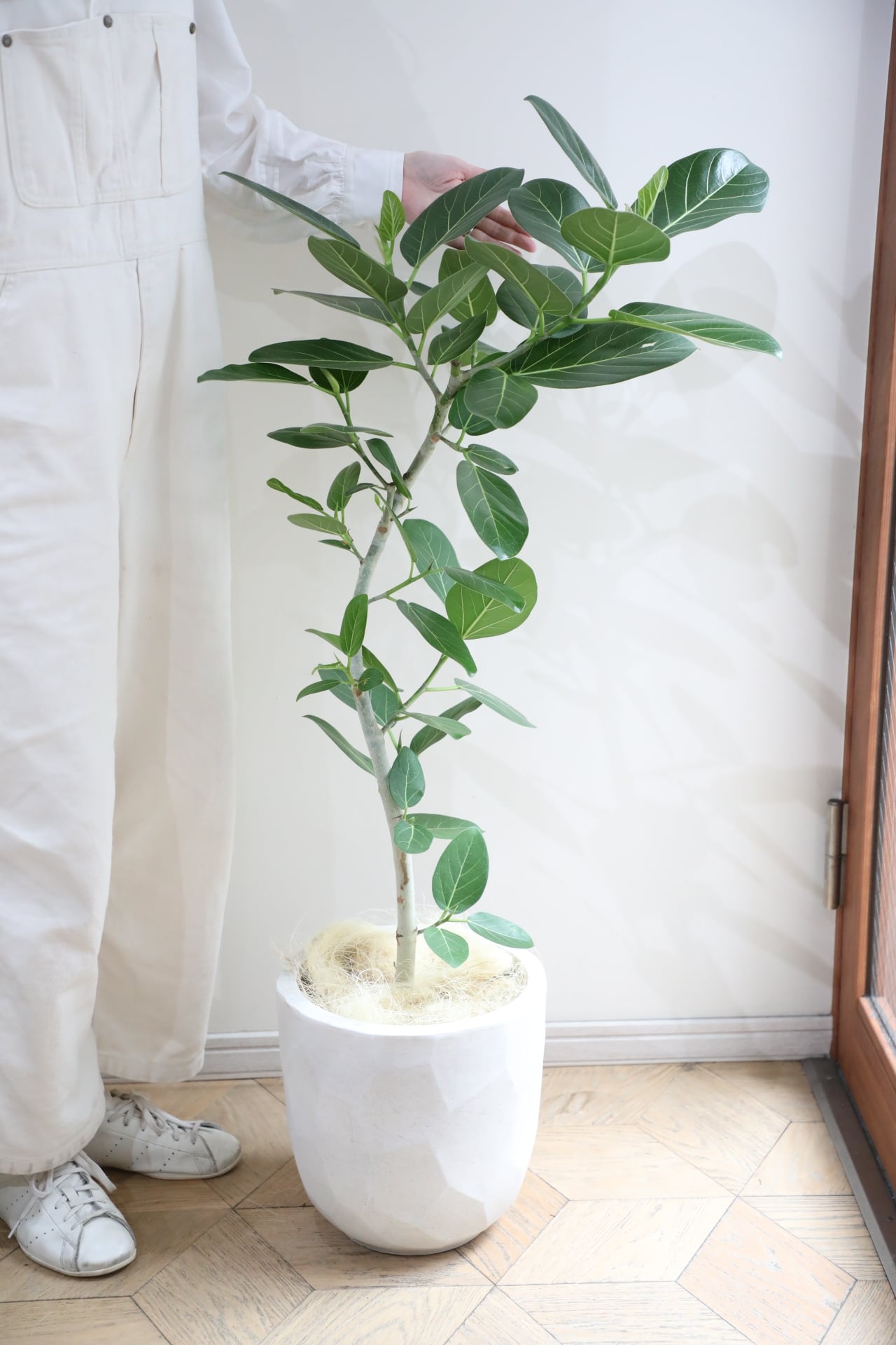 25センチWhite底面吸水 ☆トゥラミーン☆ラズベリー 苗 鉢植え 25センチWhite底面吸水 ☆トゥラミーン☆ラズベリー 苗 鉢植え