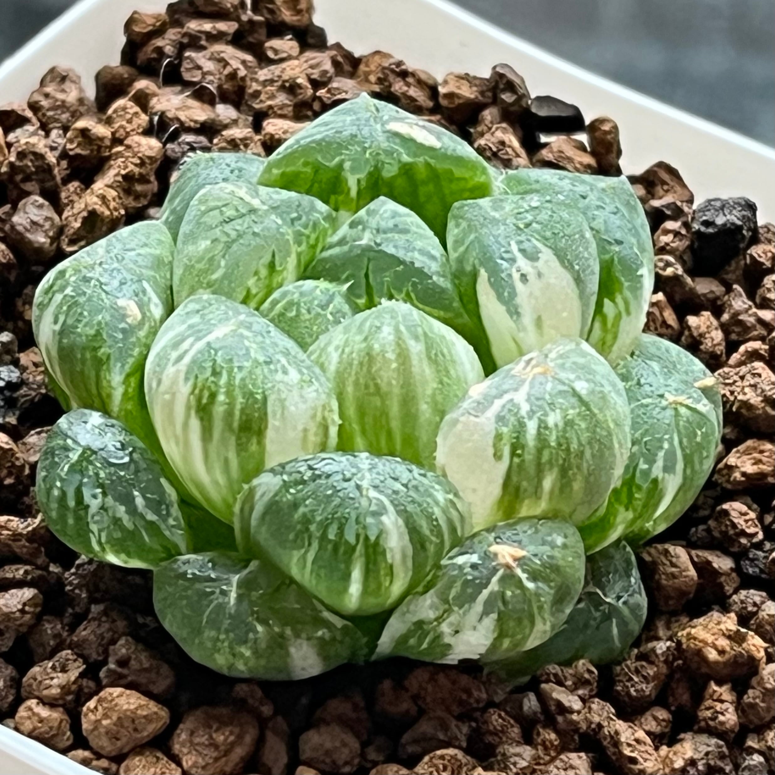 ハオルチア エメラルドLED錦 | mocono_plants