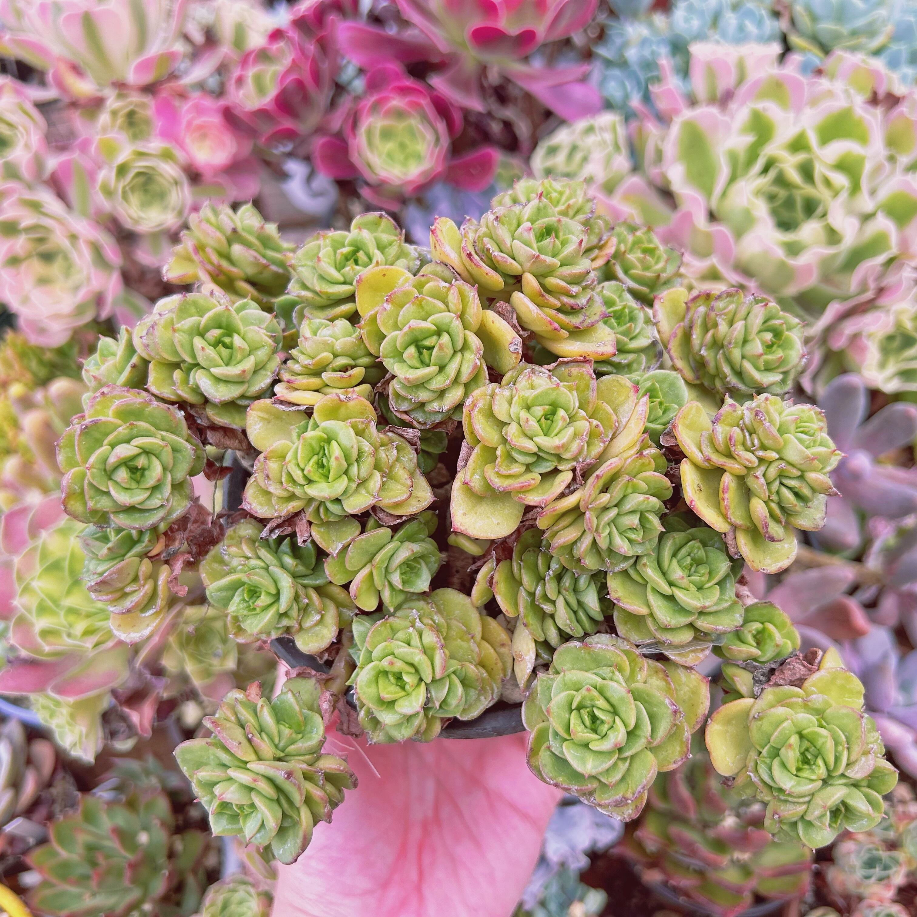 #780現物　多肉植物　ヌダ　特大　抜き苗