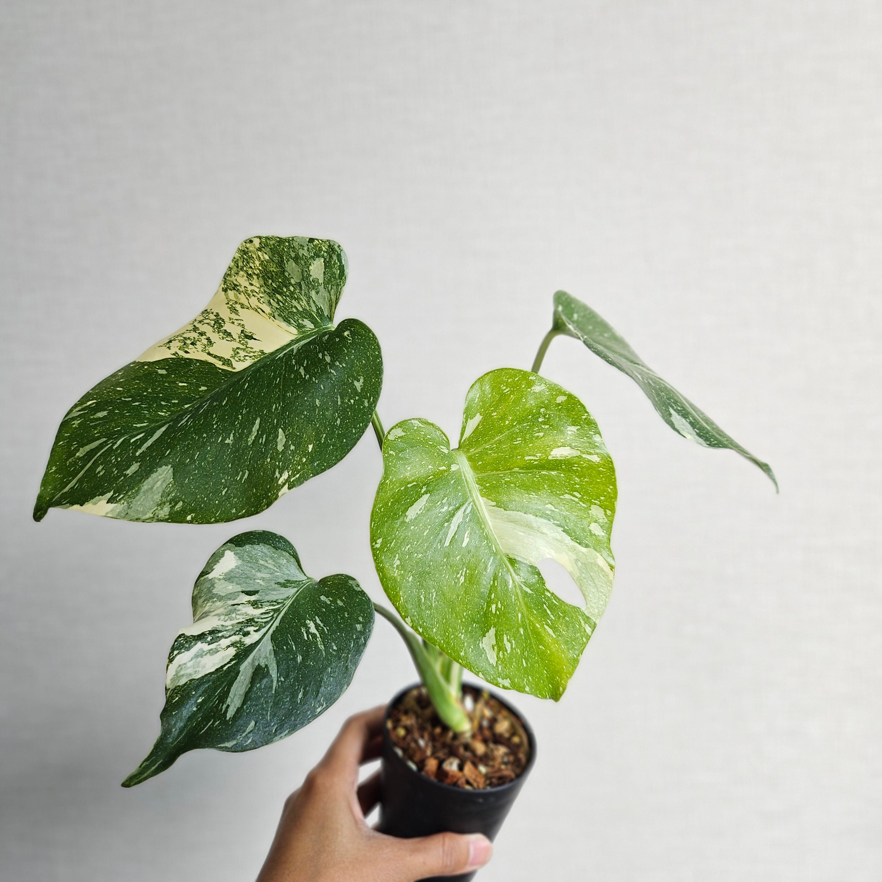 ⑩〔Monstera​ Thai Constellation〕モンステラデリシオーサタイ