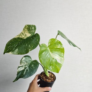 ⑨〔Monstera Thai Constellation〕モンステラデリシオーサタイコンステレーション イエローモンスター 斑入り