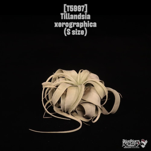 Tillandsia xerographica S〔ティランジア〕T5997