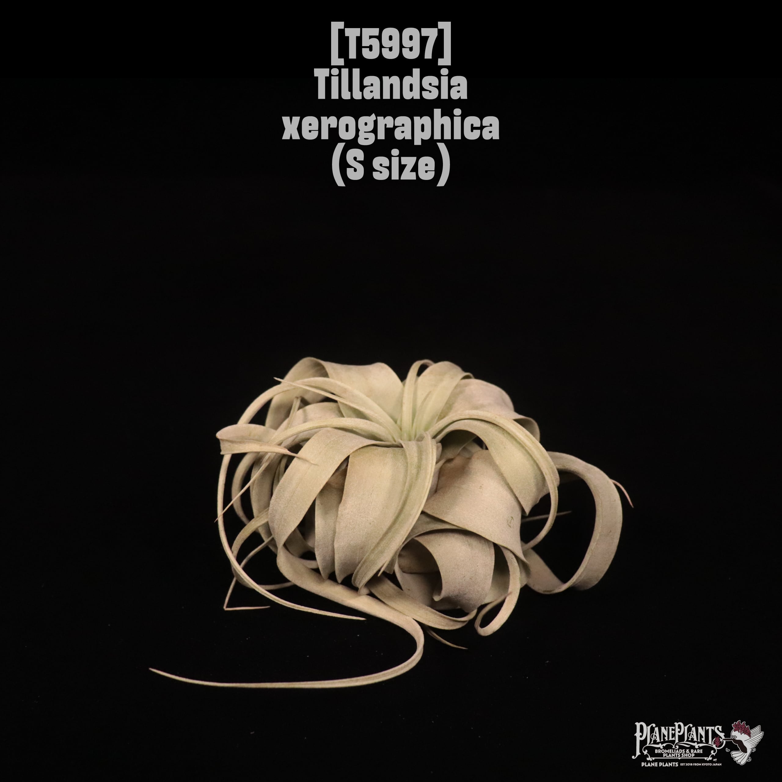 Tillandsia xerographica S〔ティランジア〕T5997